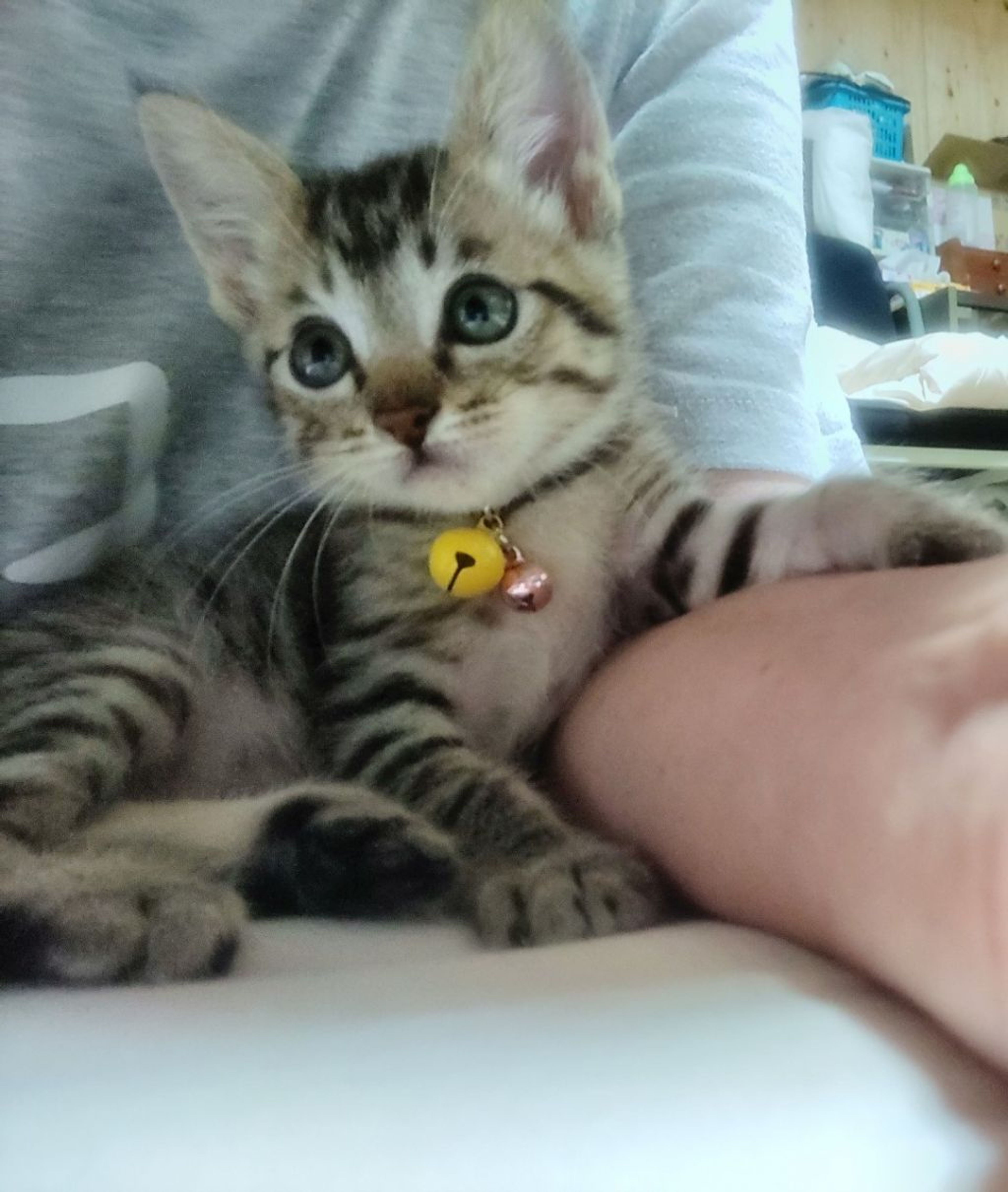 pet-image-2