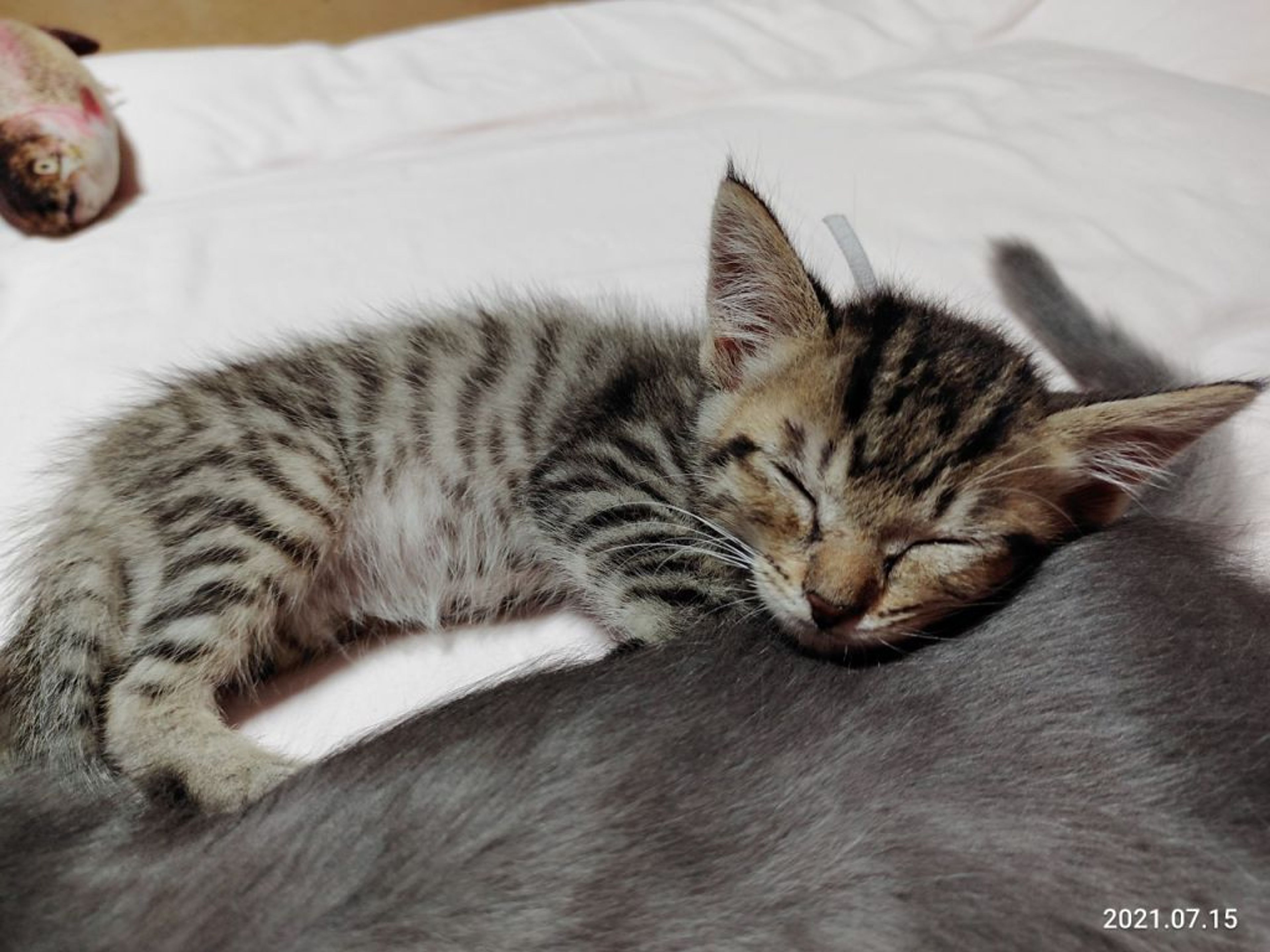 pet-image-3