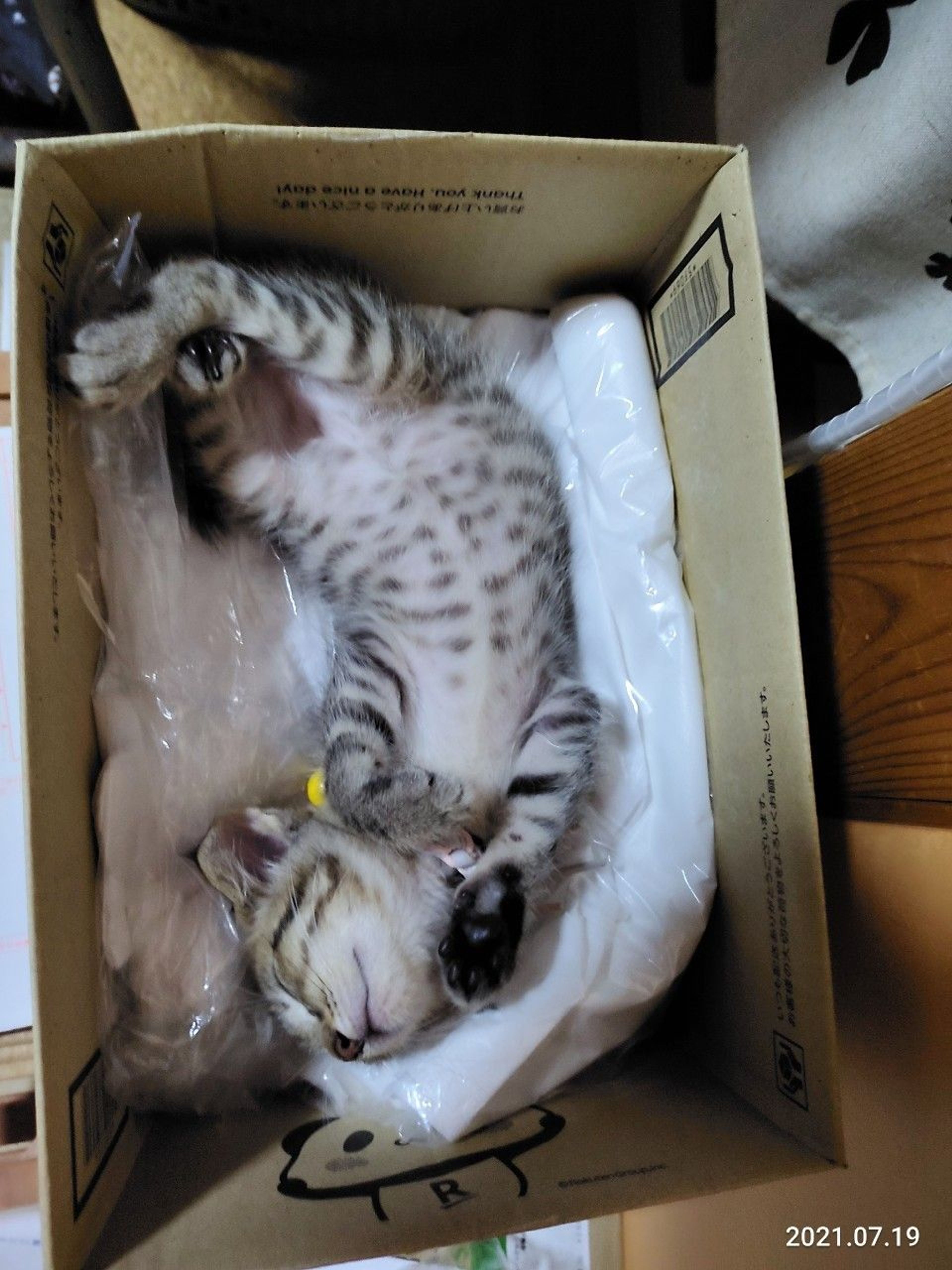 pet-image-4