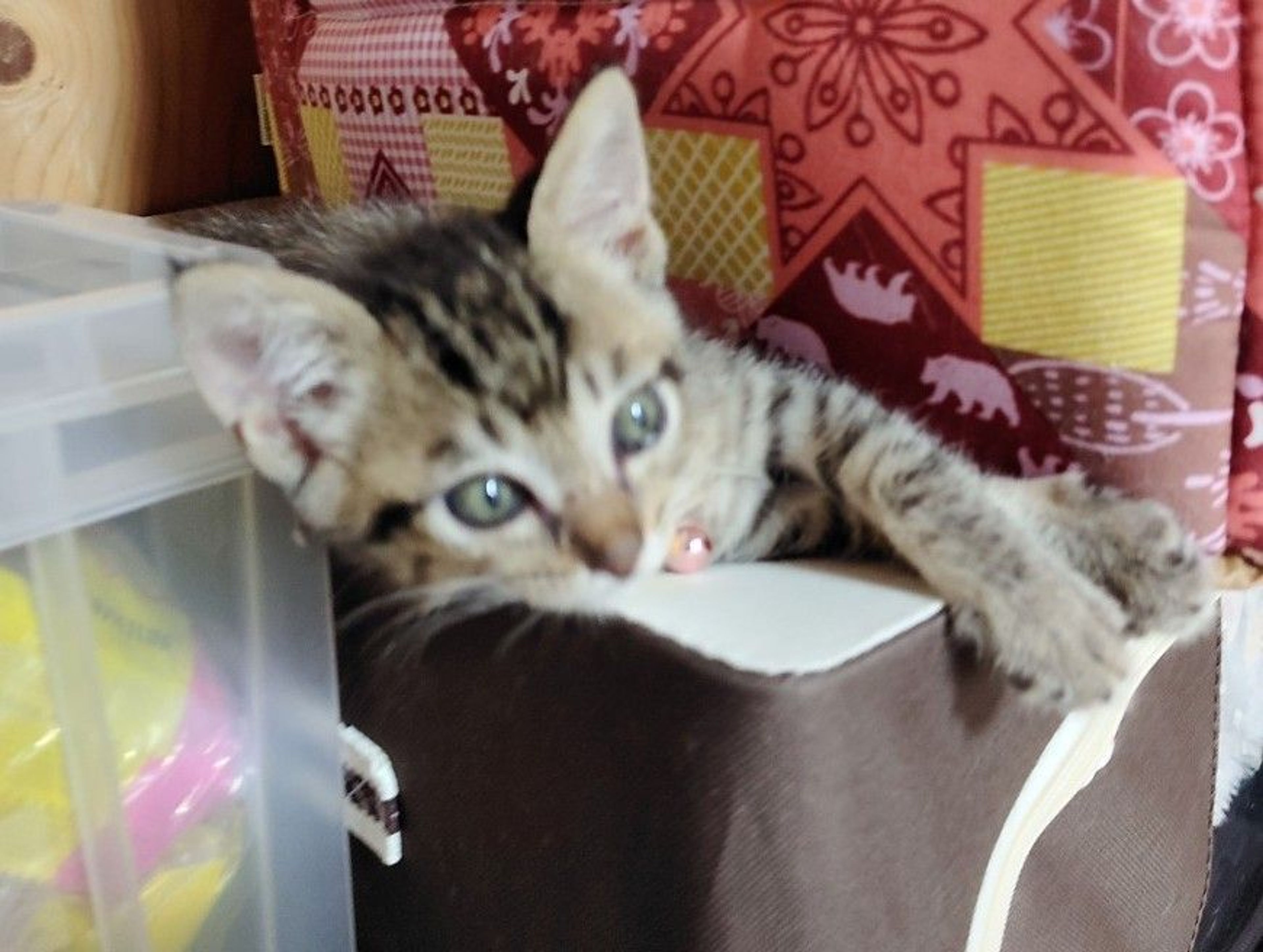 pet-image-5