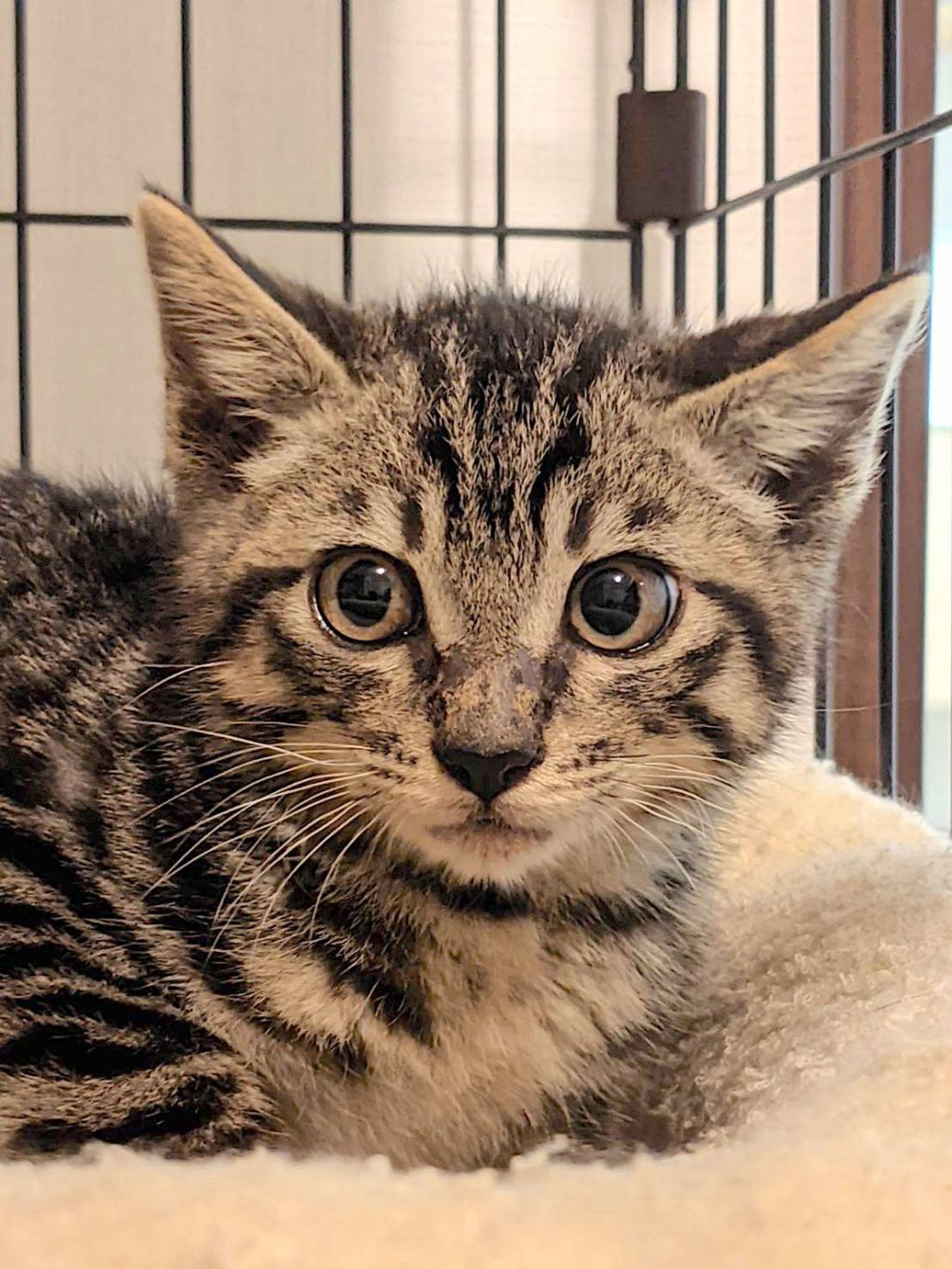 日本猫・オスの里親募集の写真