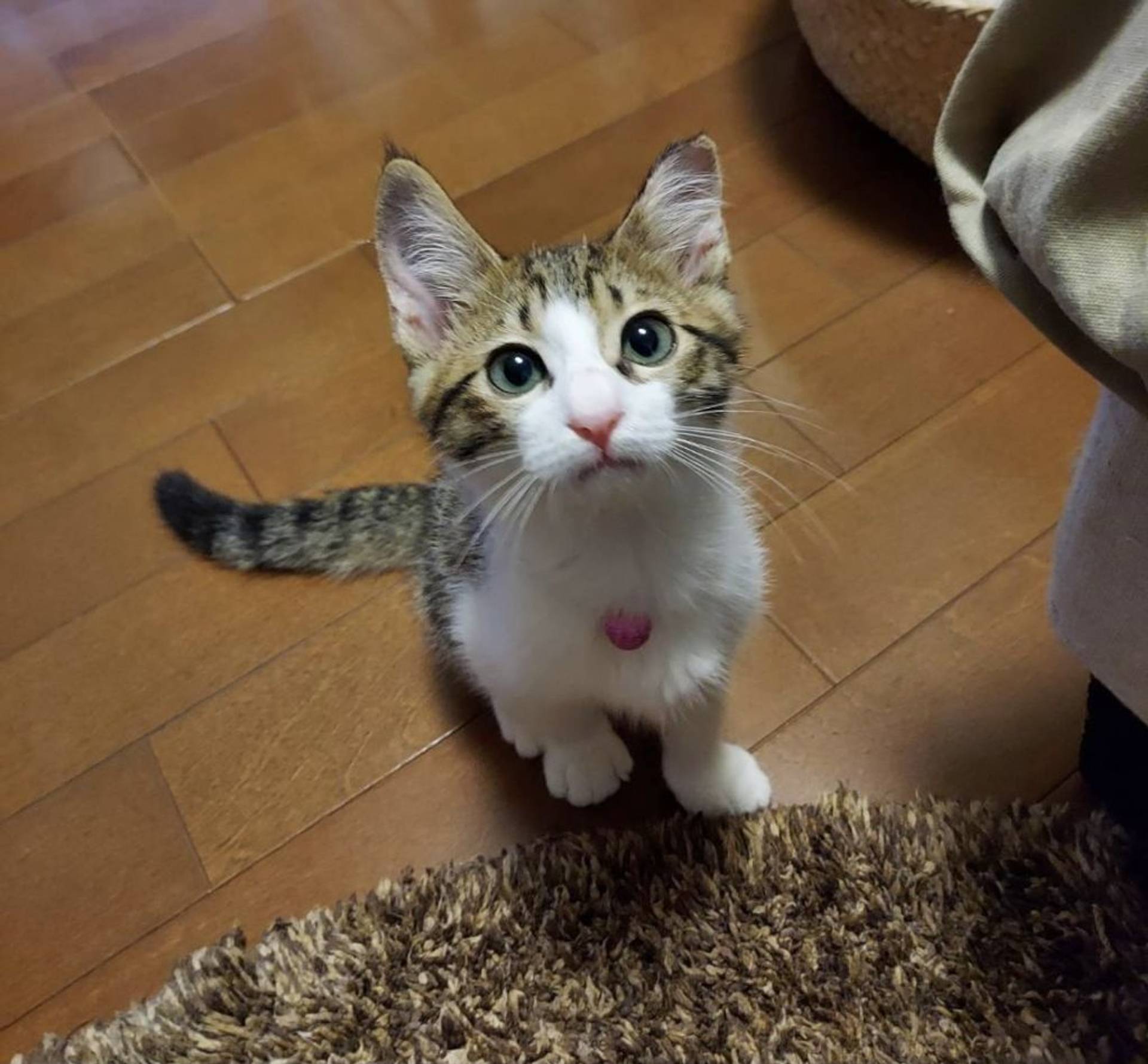 雑種（ミックス猫）・メスの里親募集の写真
