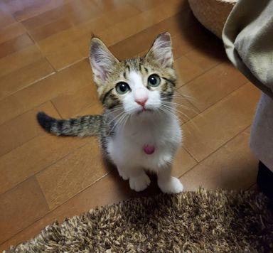 ナリタの写真