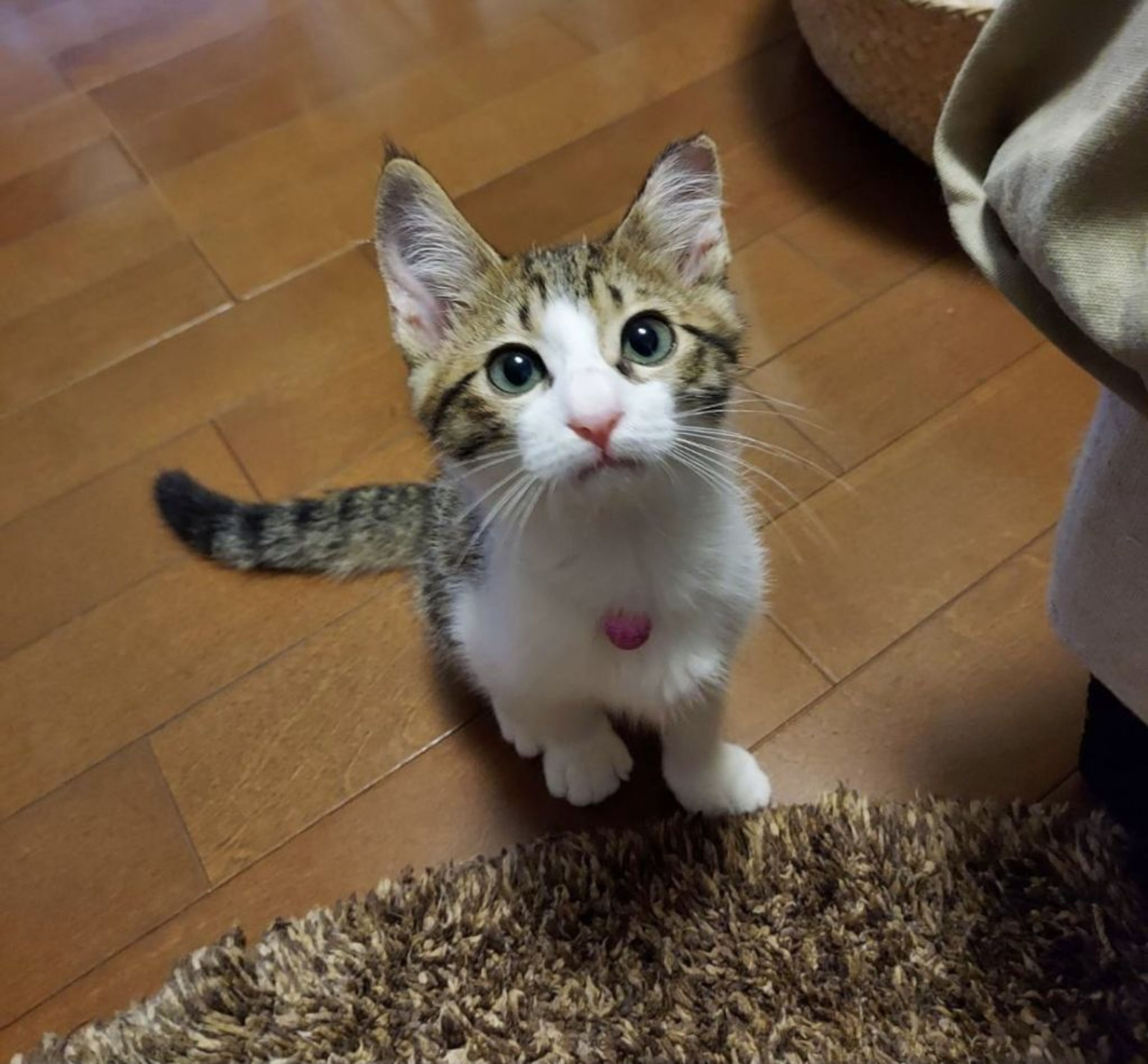 雑種（ミックス猫）・メスの里親募集の写真