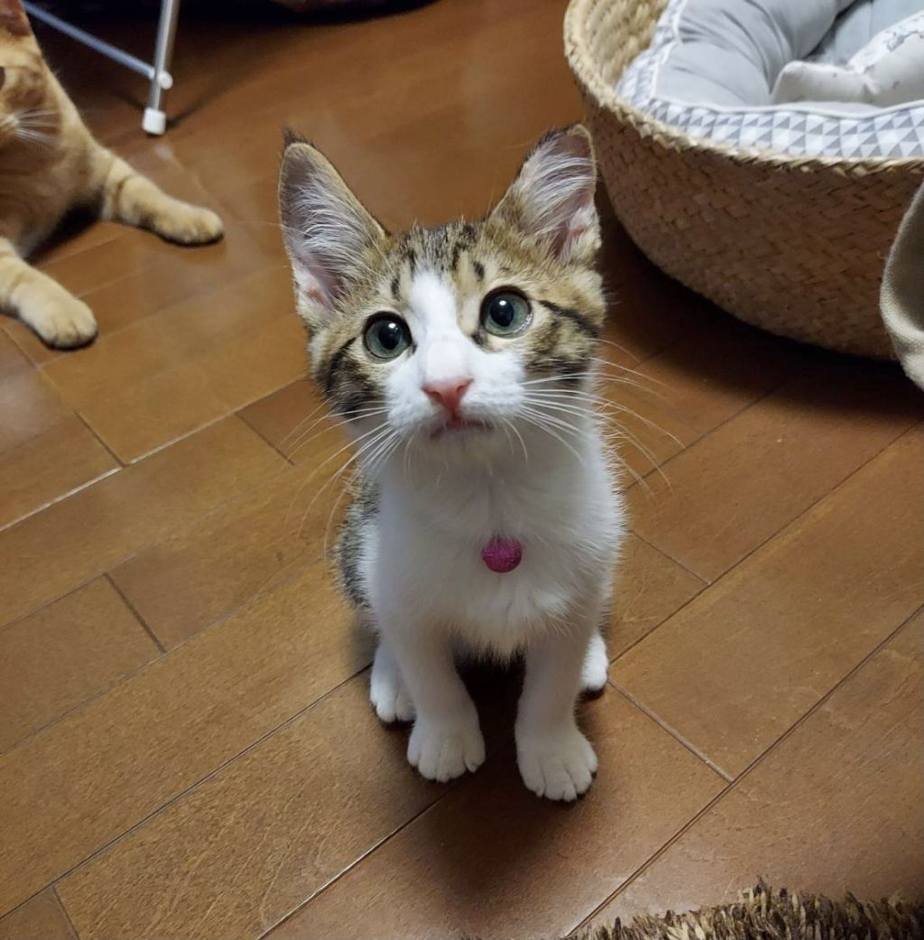 pet-image-2