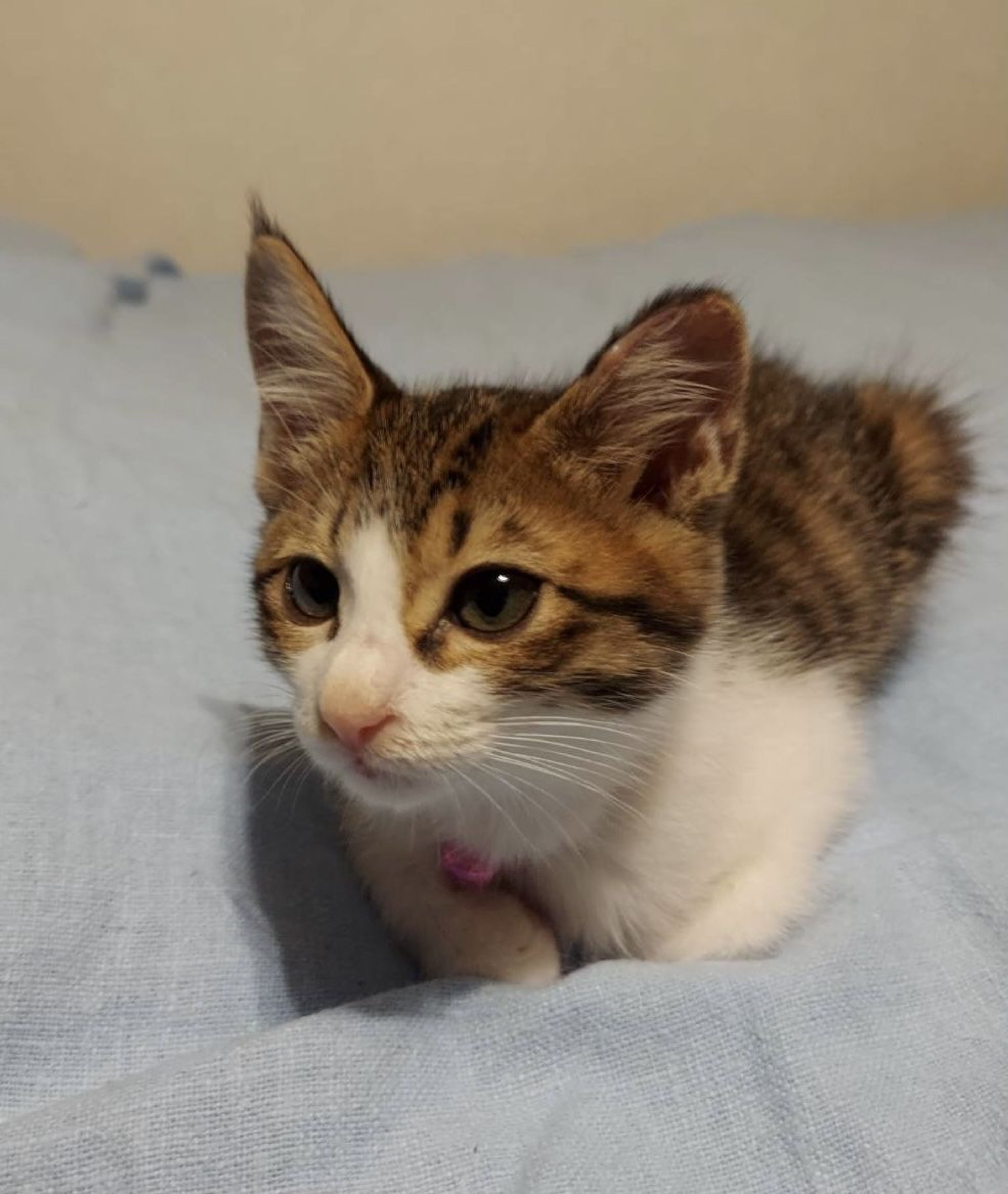 pet-image-4