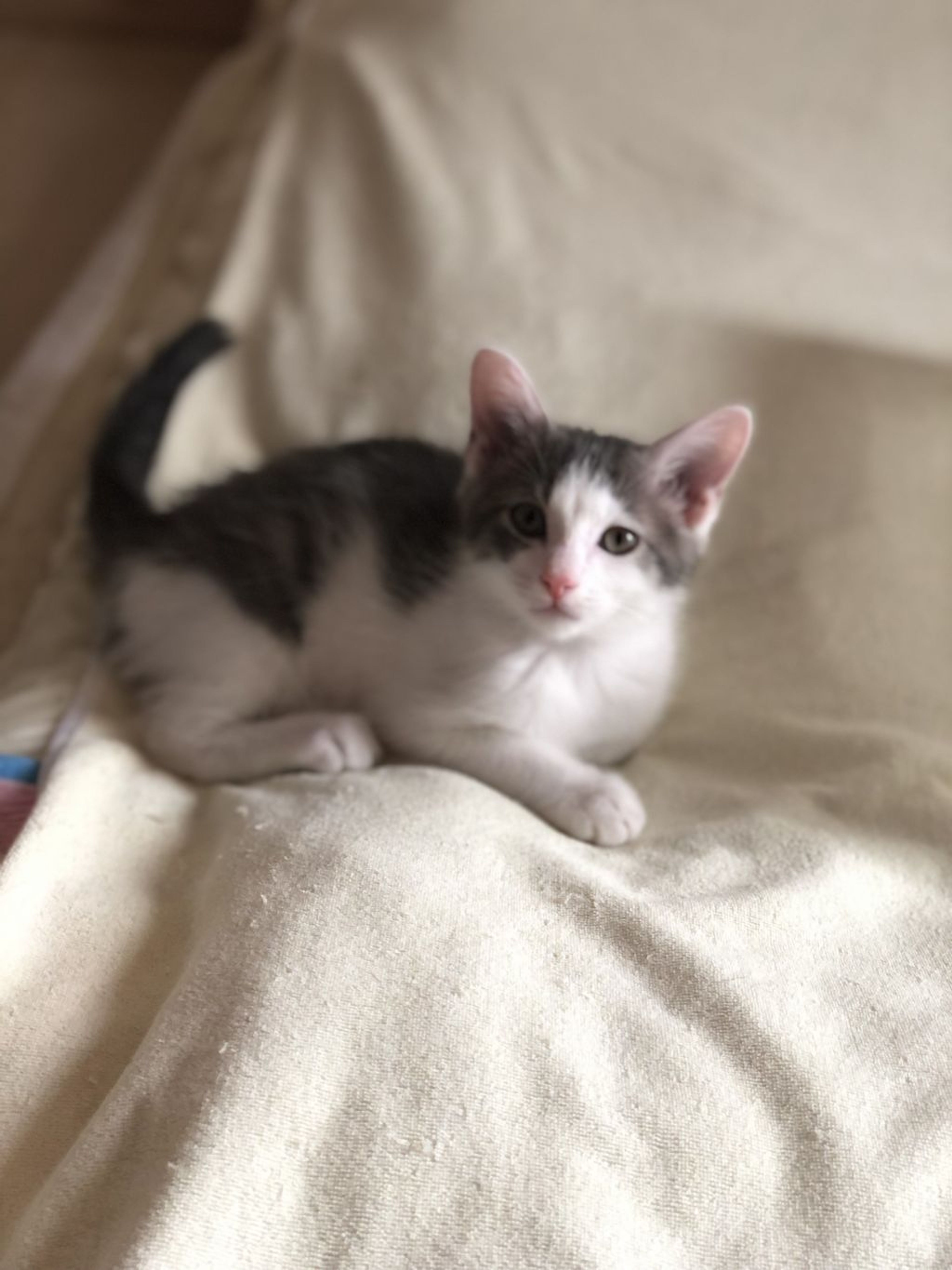 pet-image-7