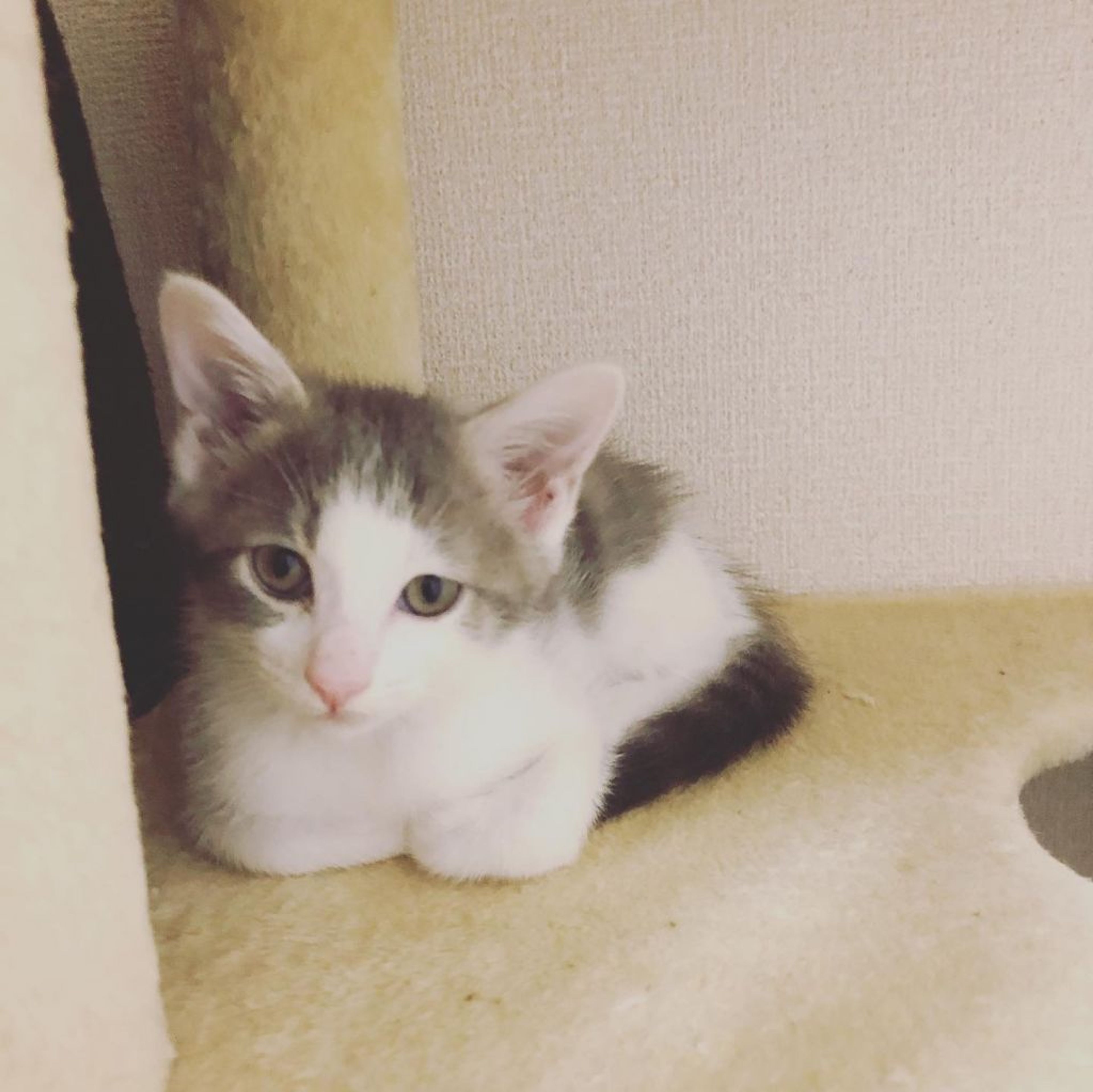 pet-image-9