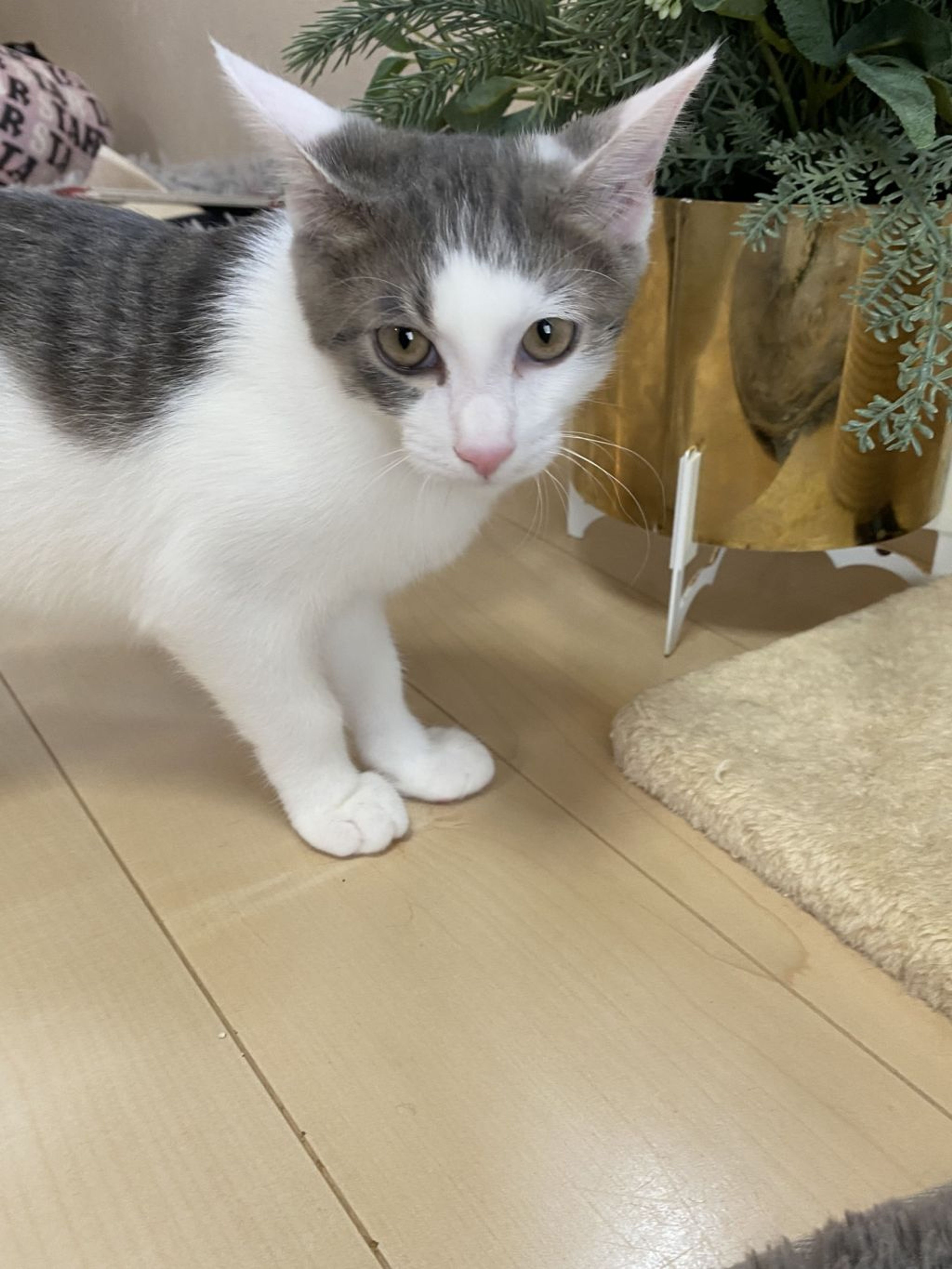pet-image-2