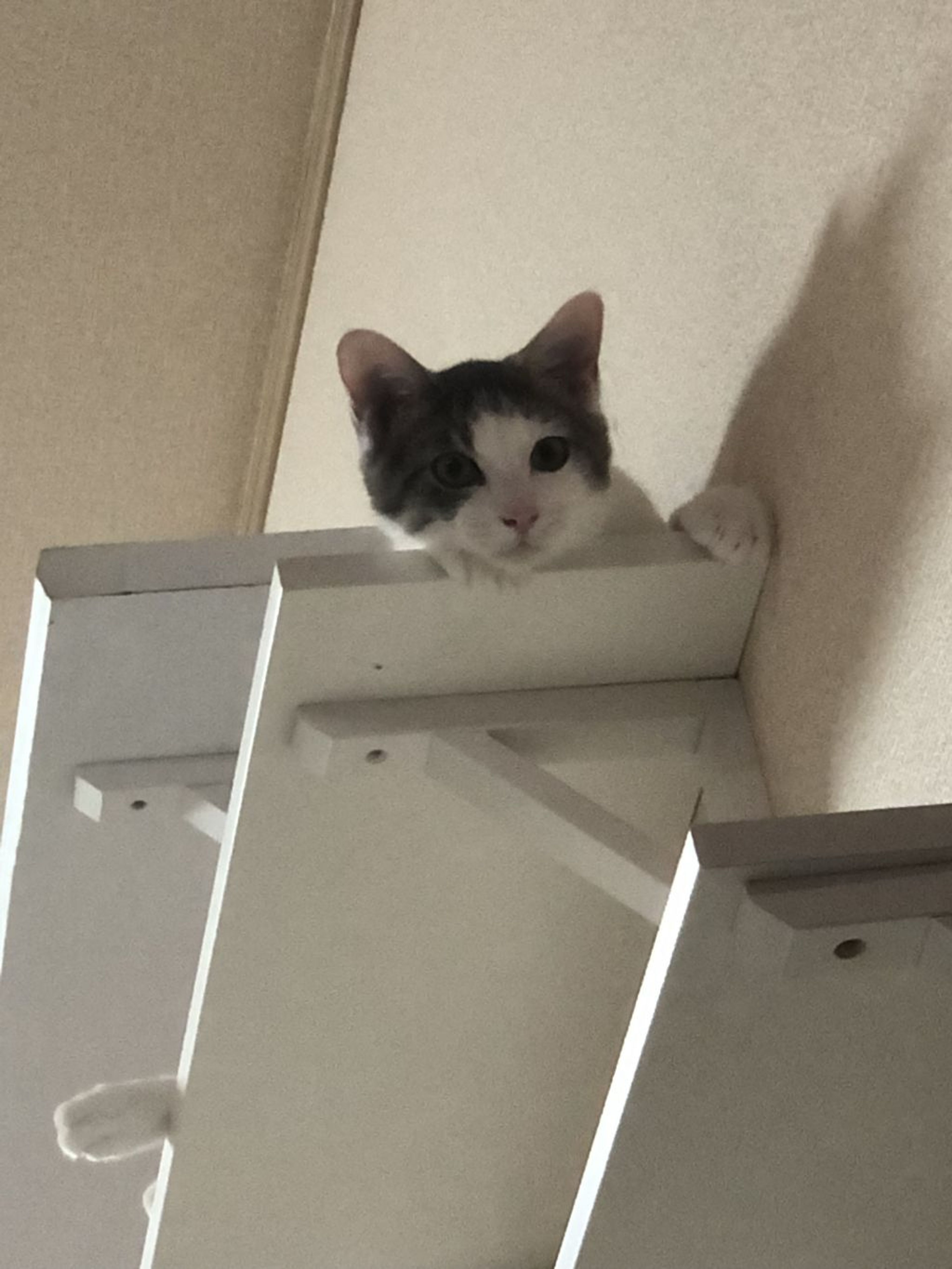 pet-image-4