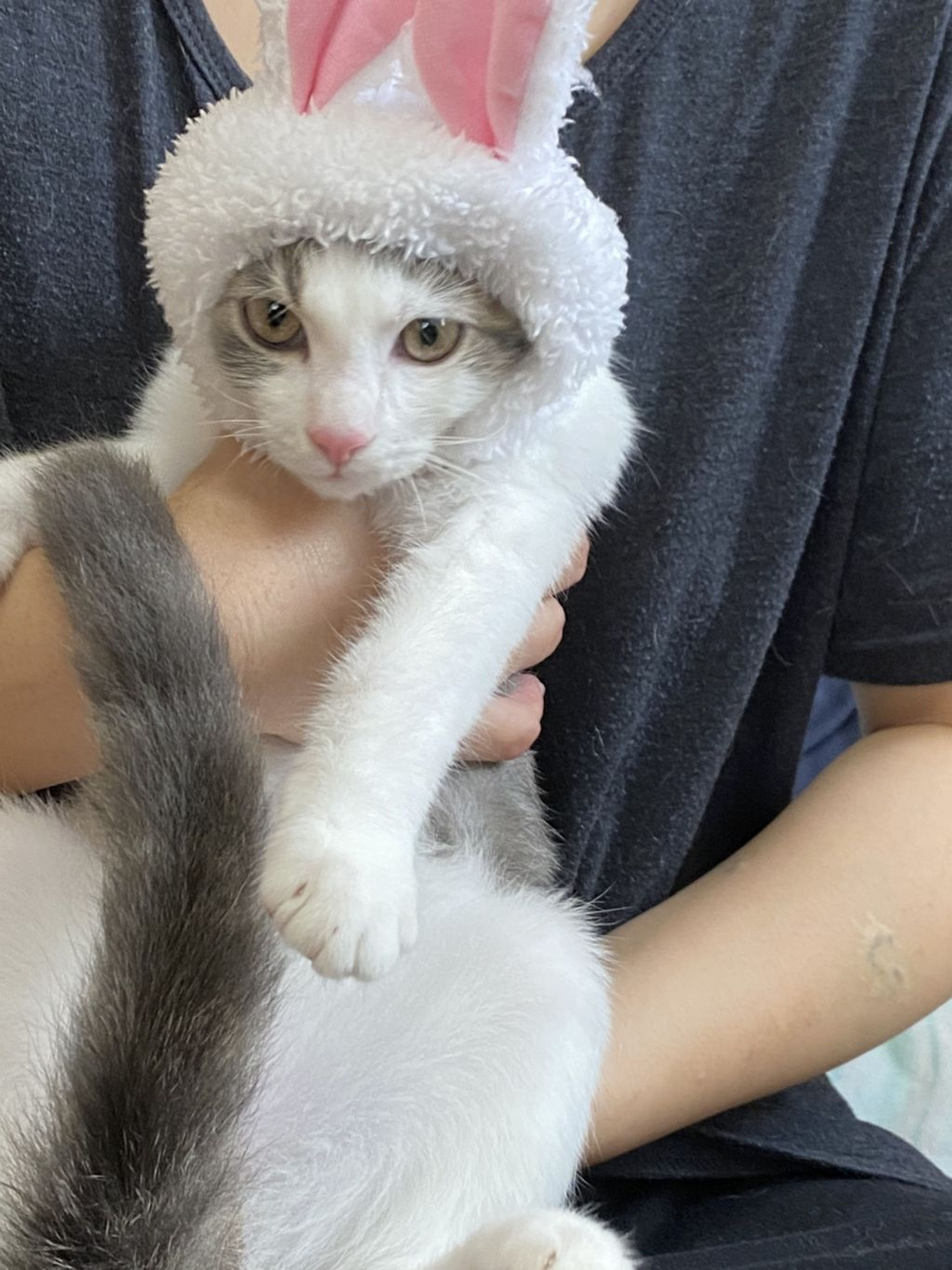 pet-image-6