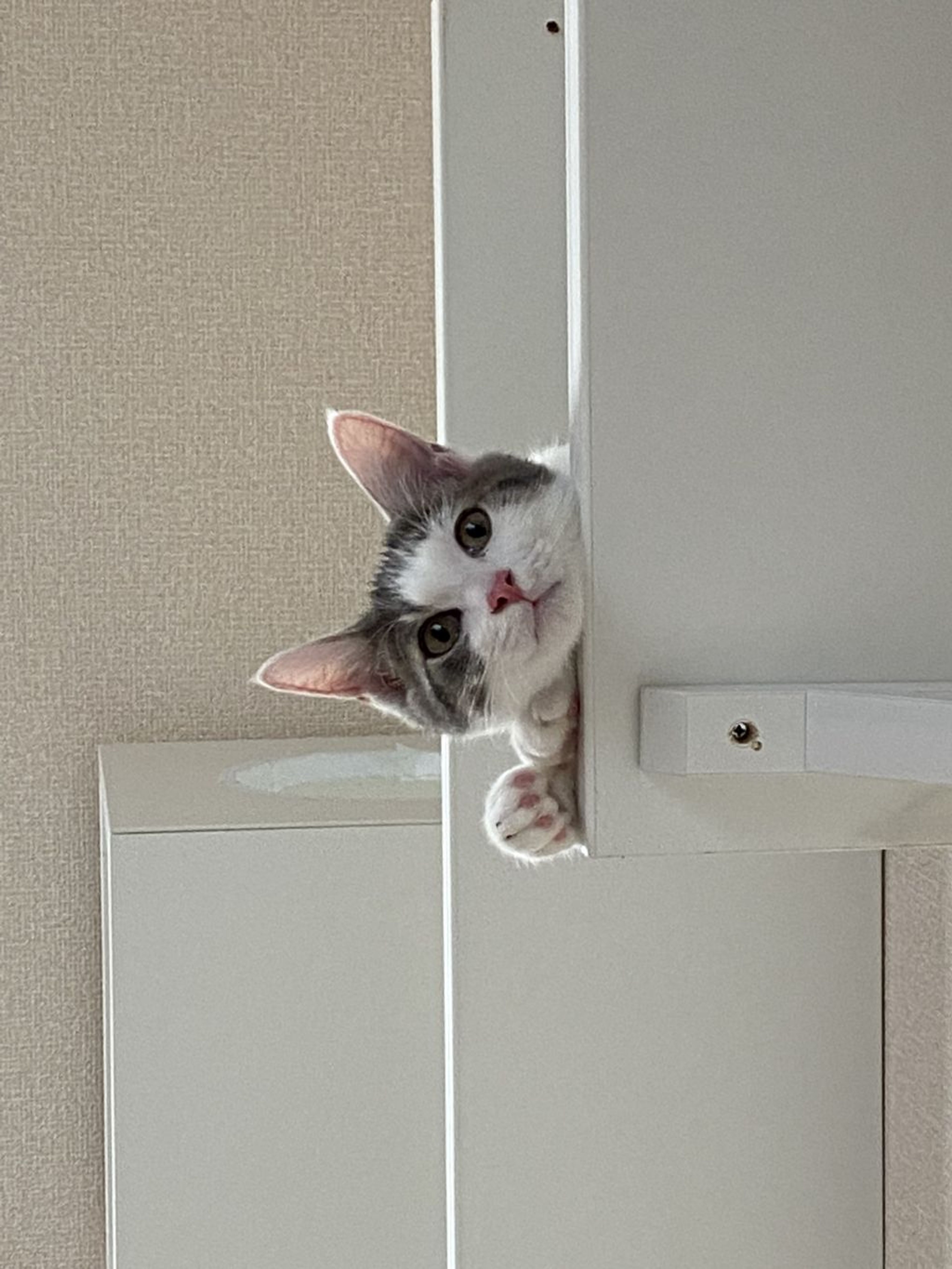 pet-image-8