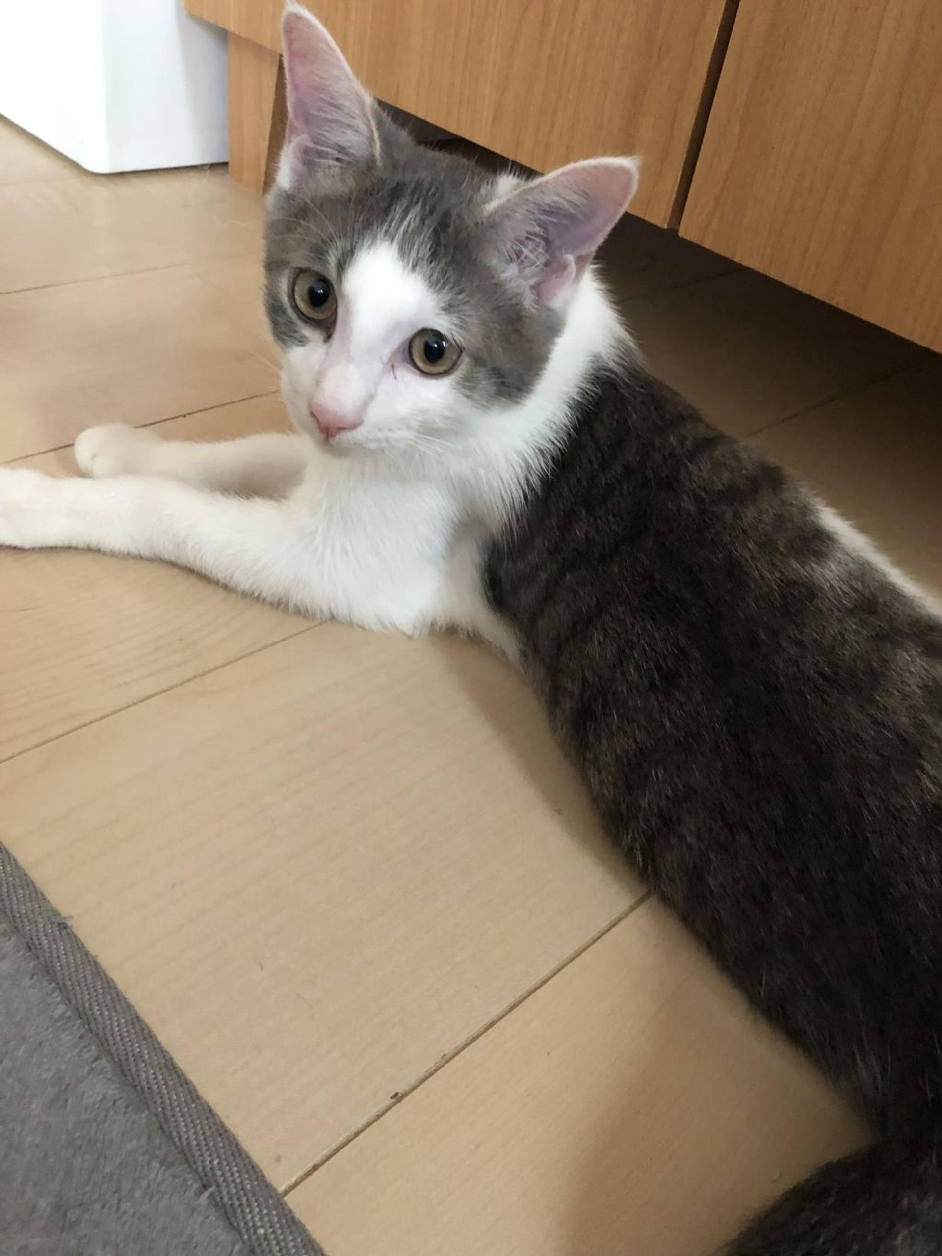 pet-image-10