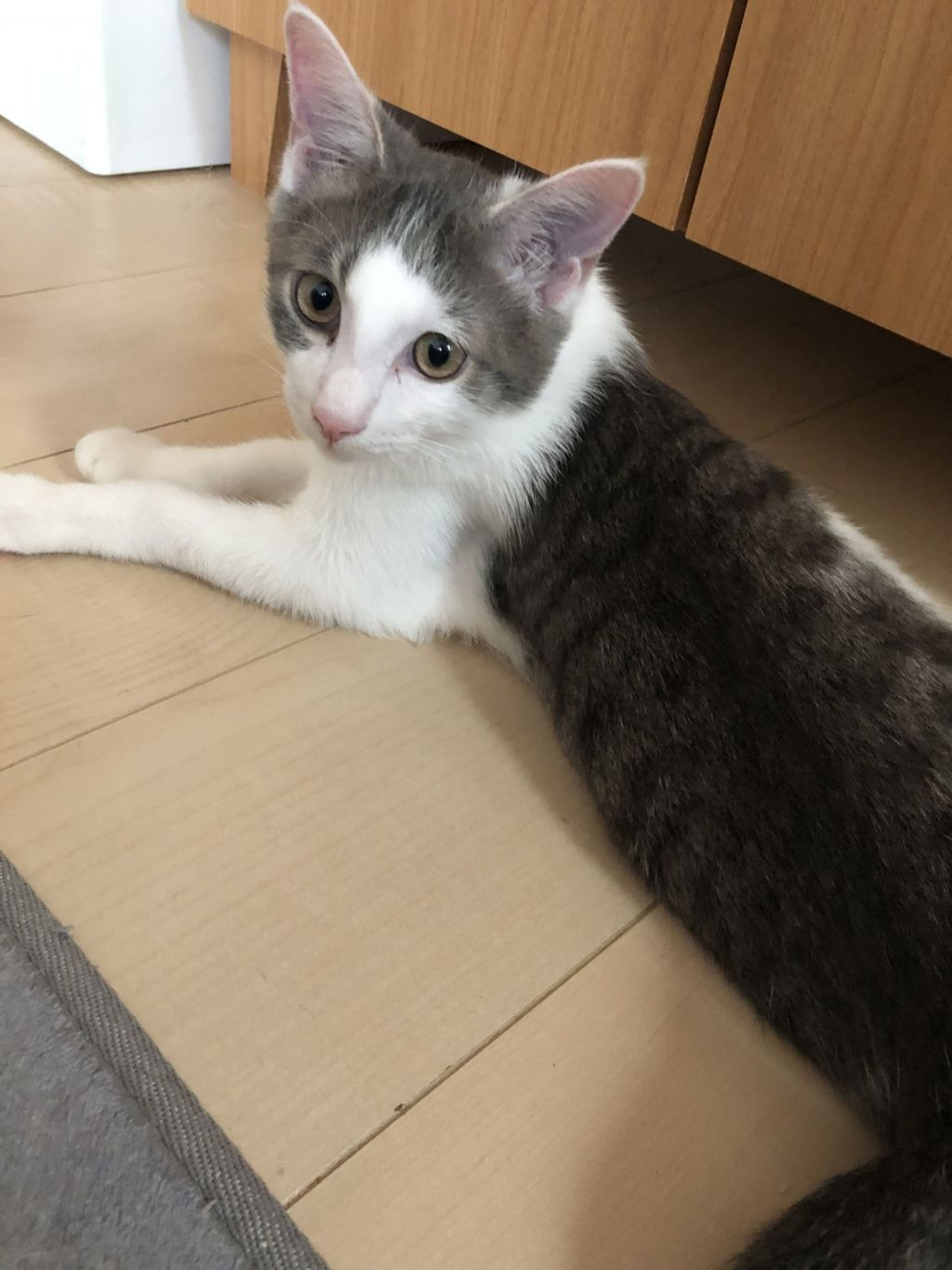 pet-image-10