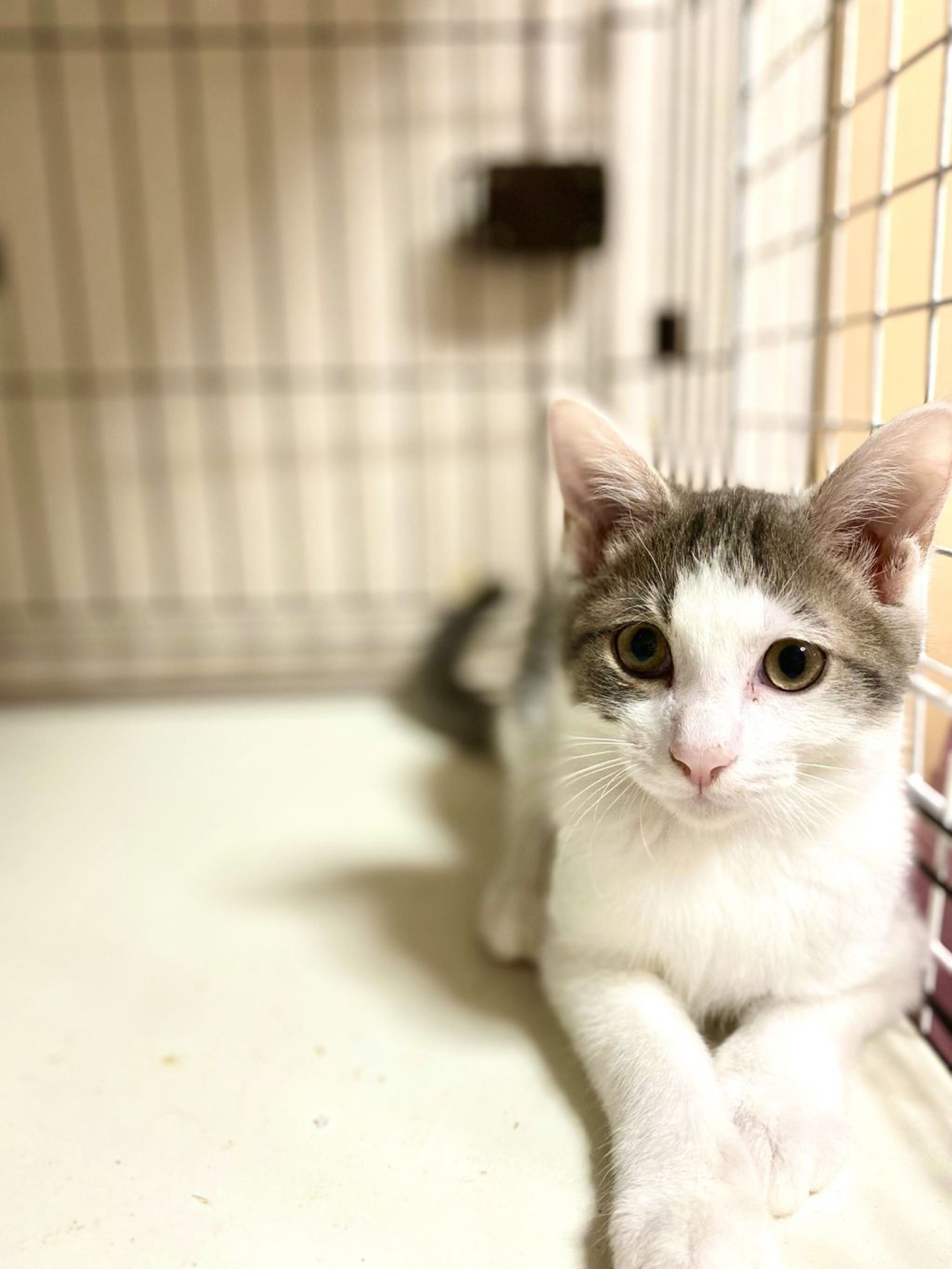 pet-image-3