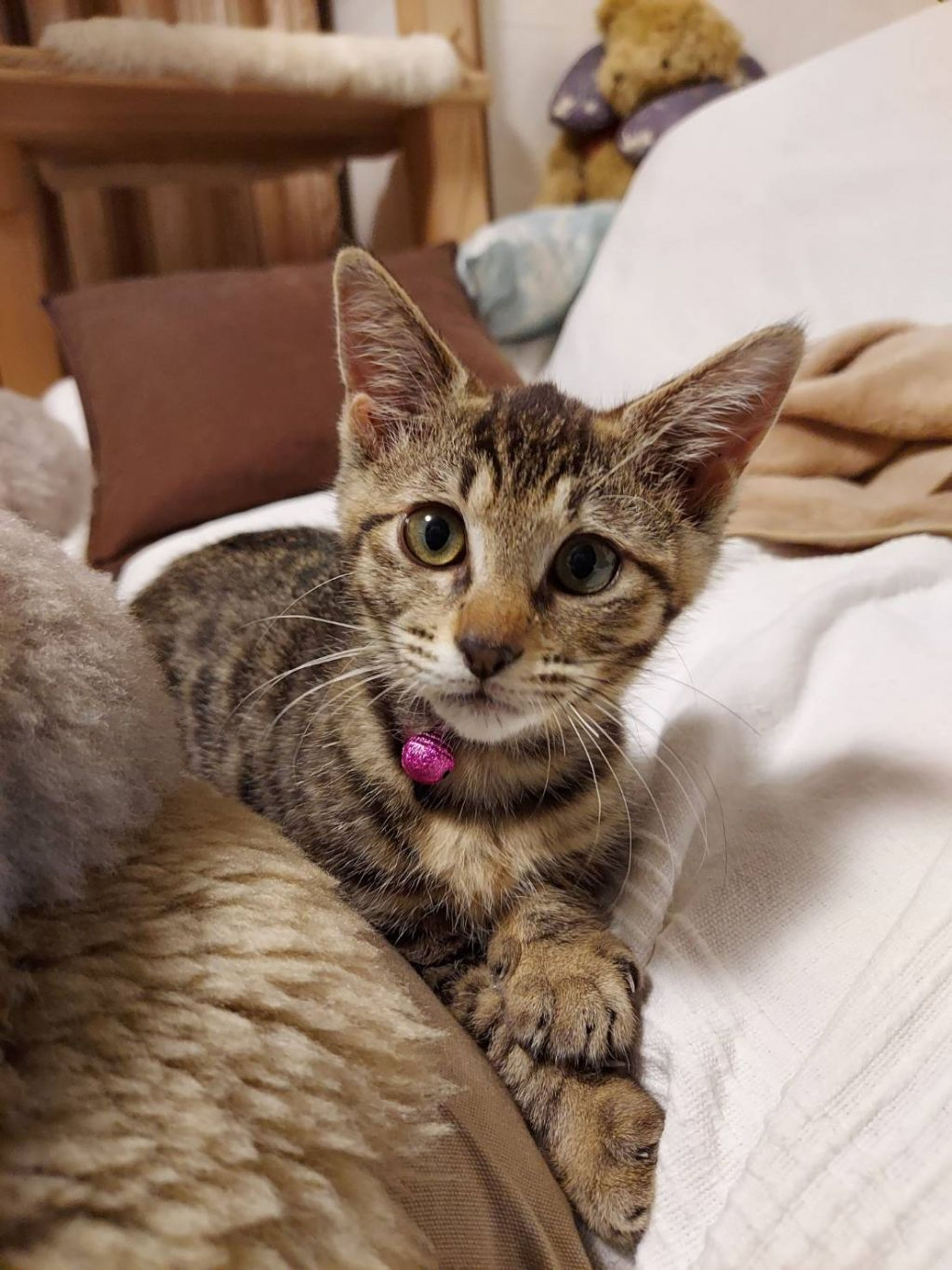 雑種（ミックス猫）・メスの里親募集の写真