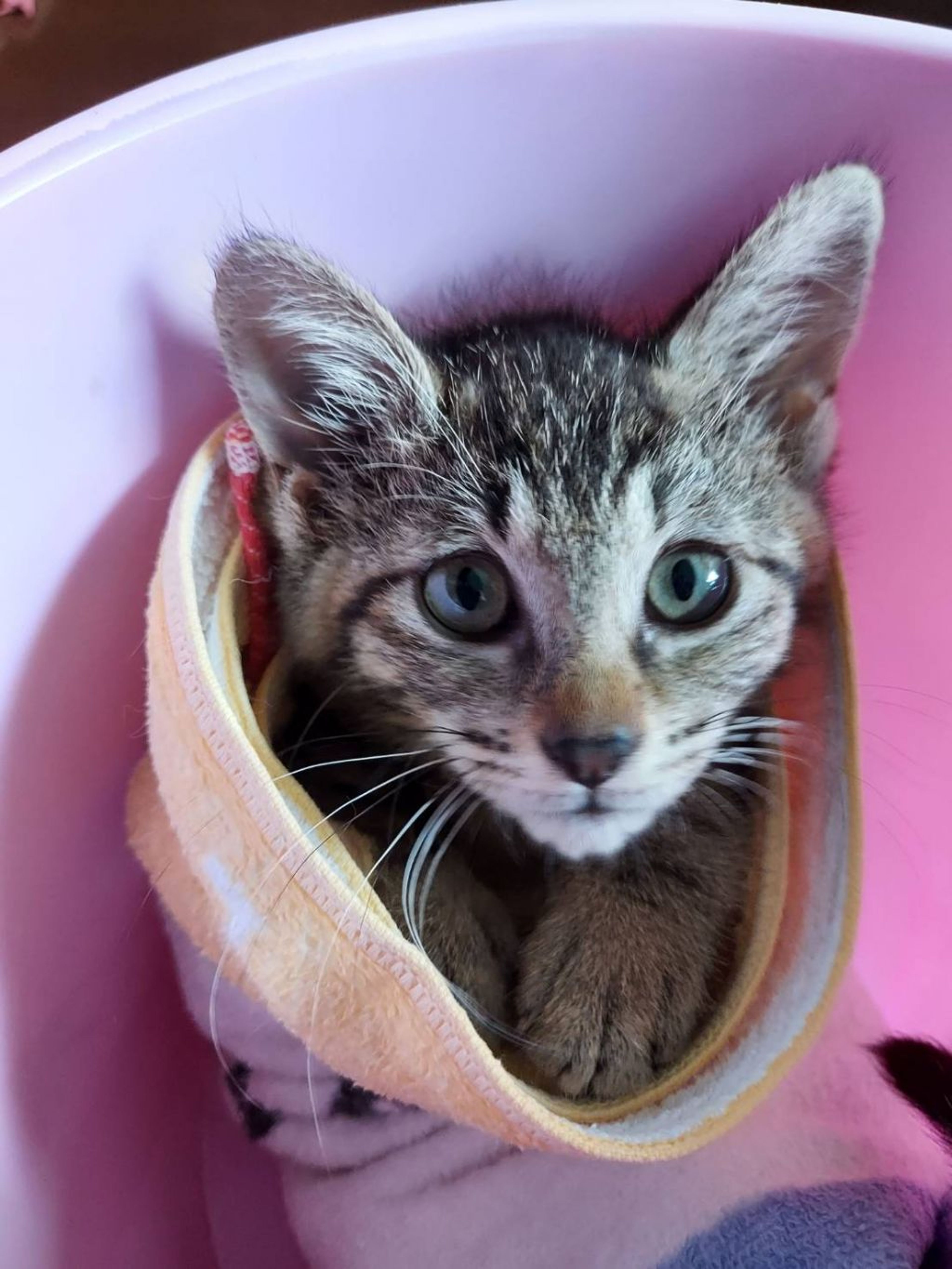 pet-image-3