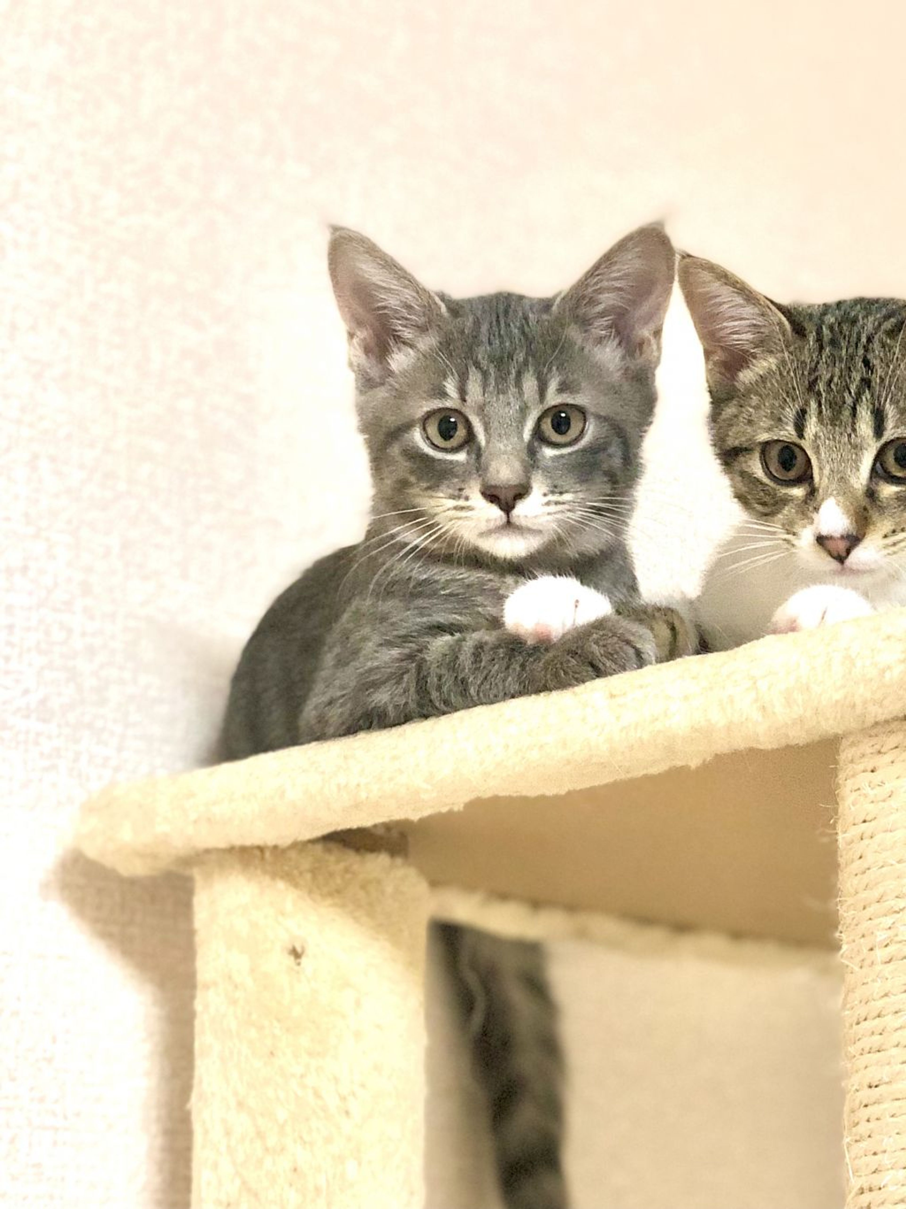 雑種（ミックス猫）・メスの里親募集の写真