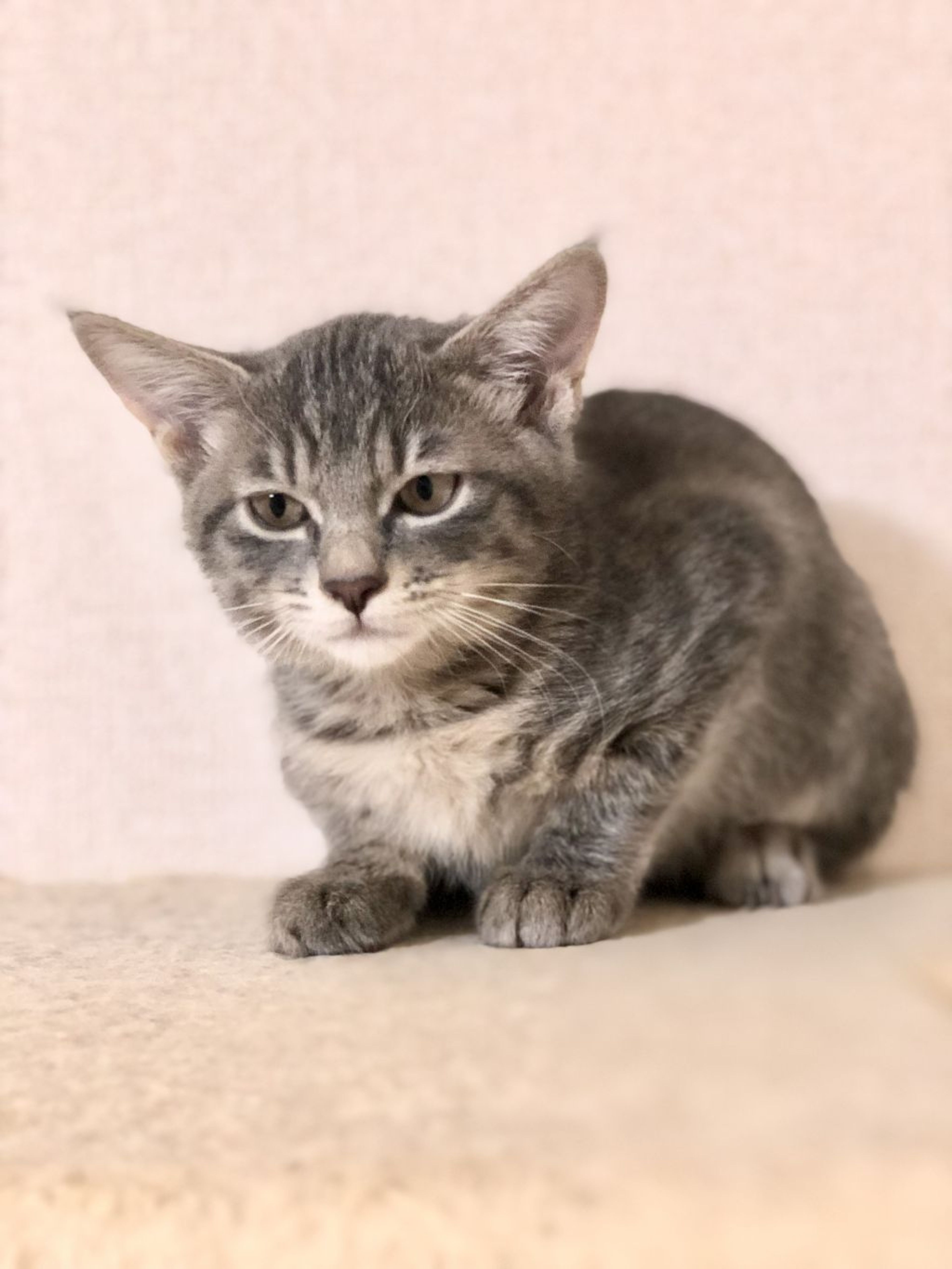 pet-image-2