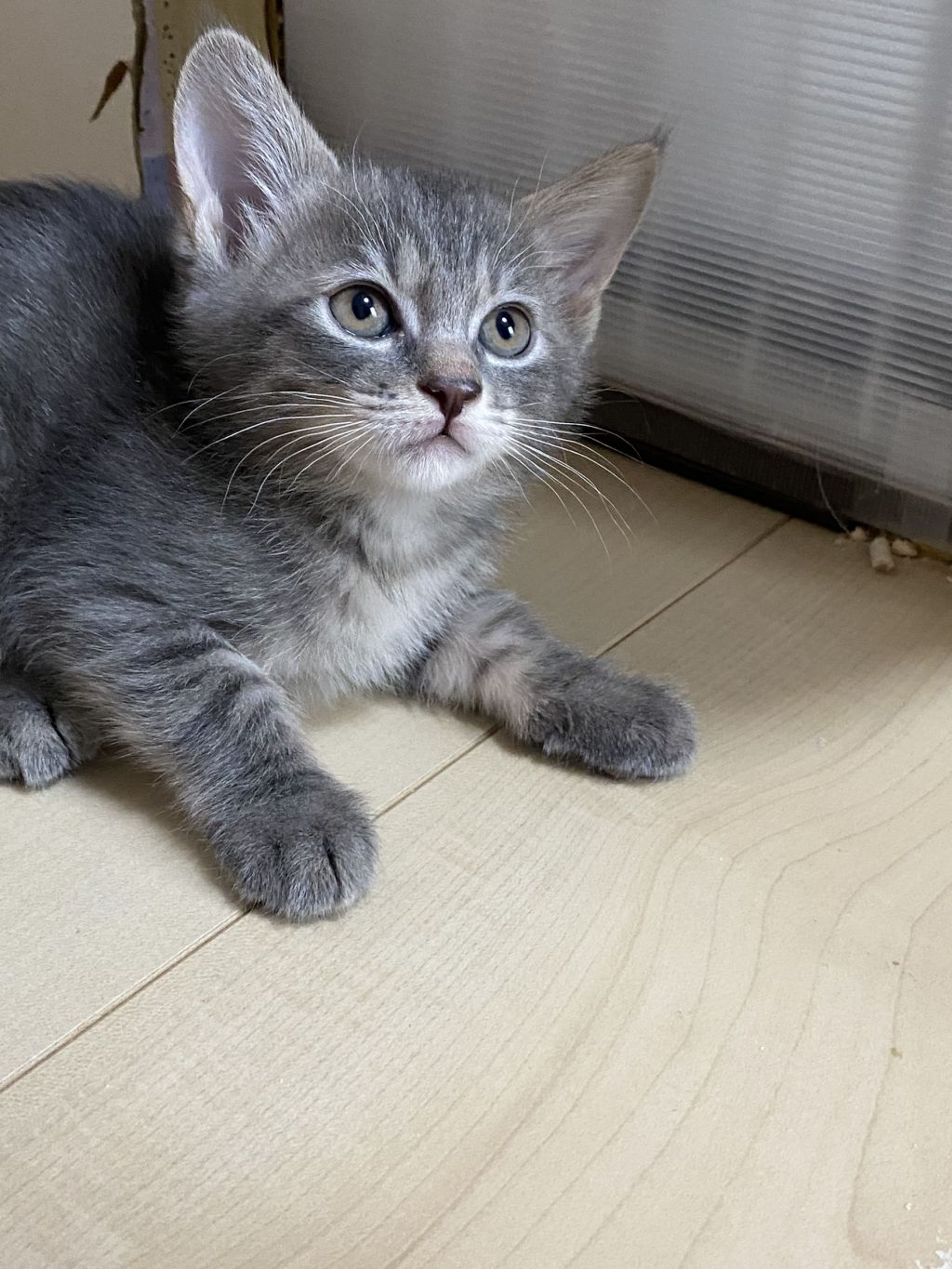 pet-image-4