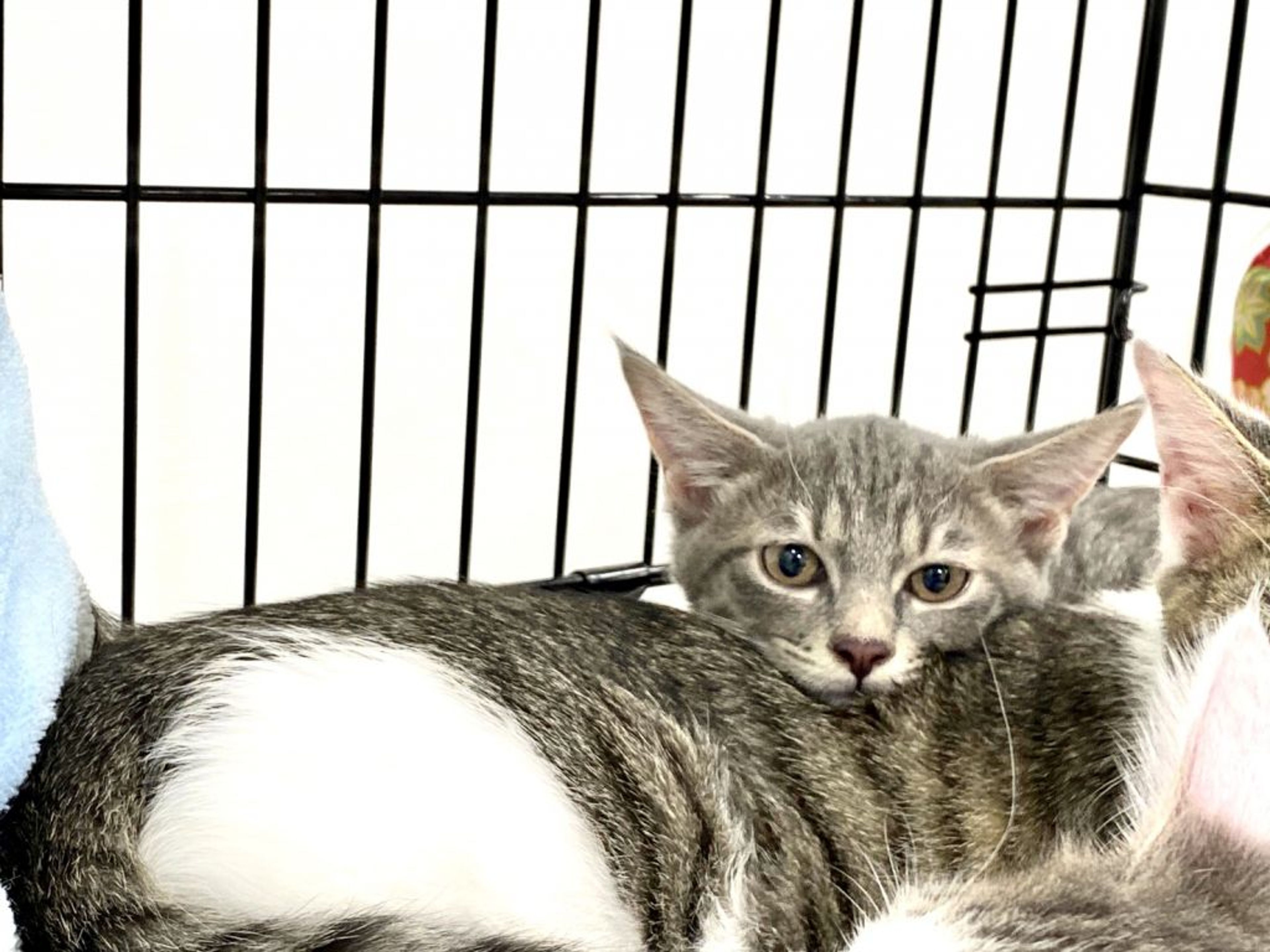 pet-image-5