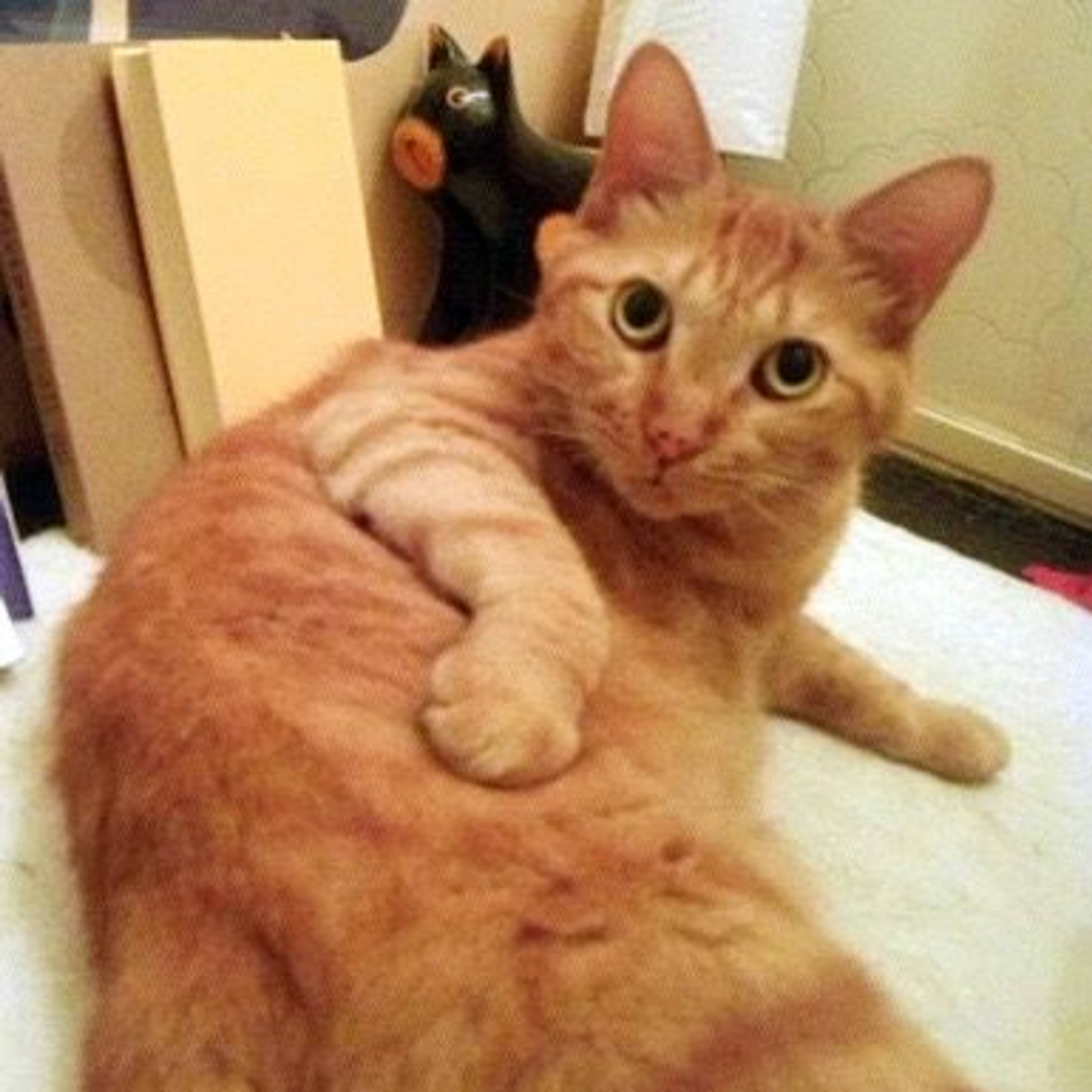 雑種（ミックス猫）・オスの里親募集の写真