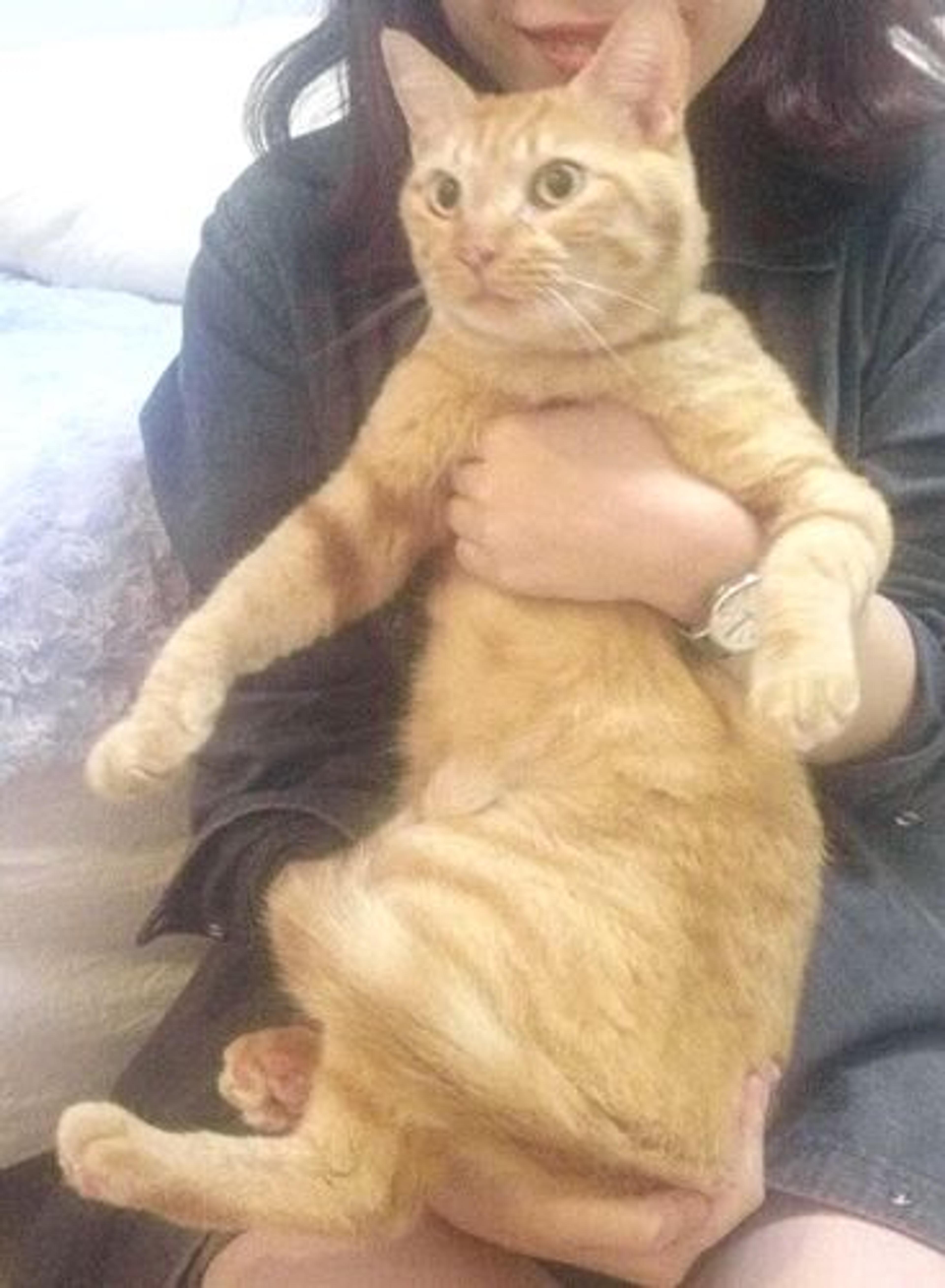 pet-image-2