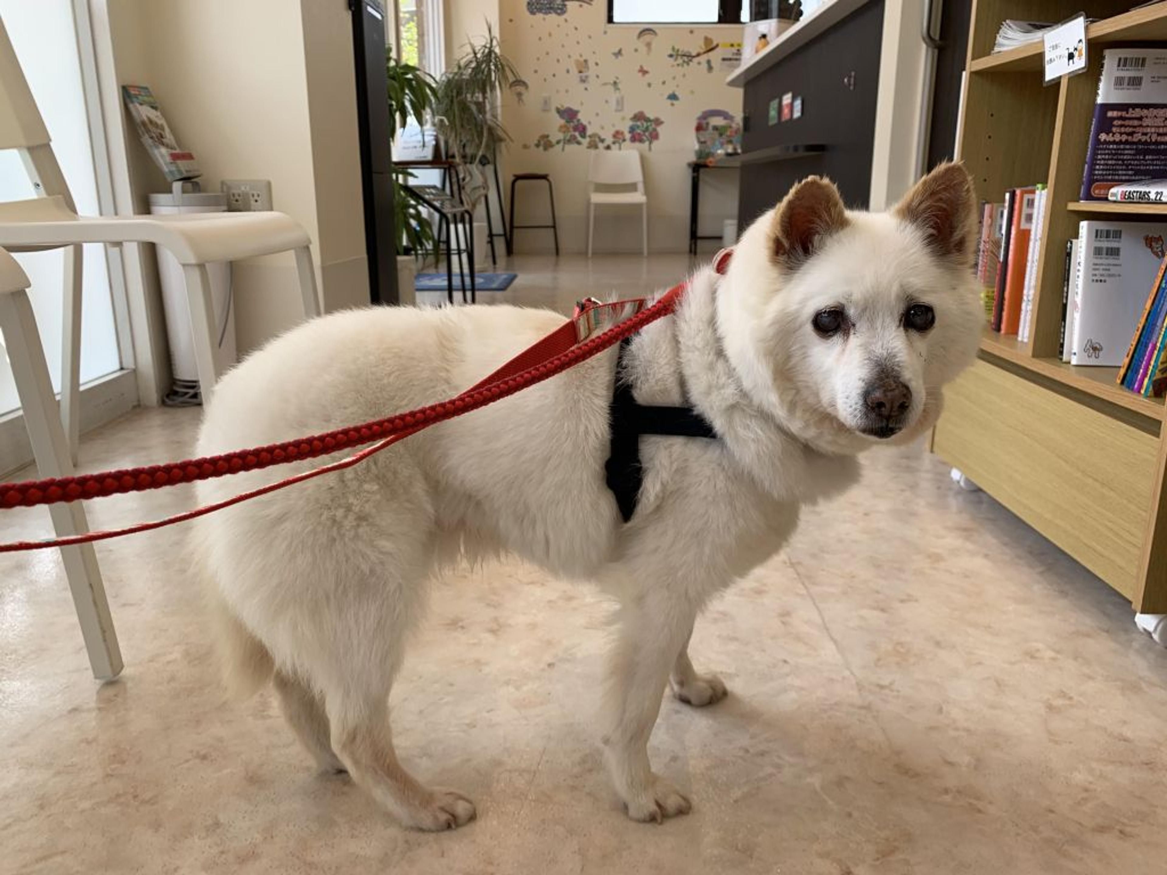 pet-image-3