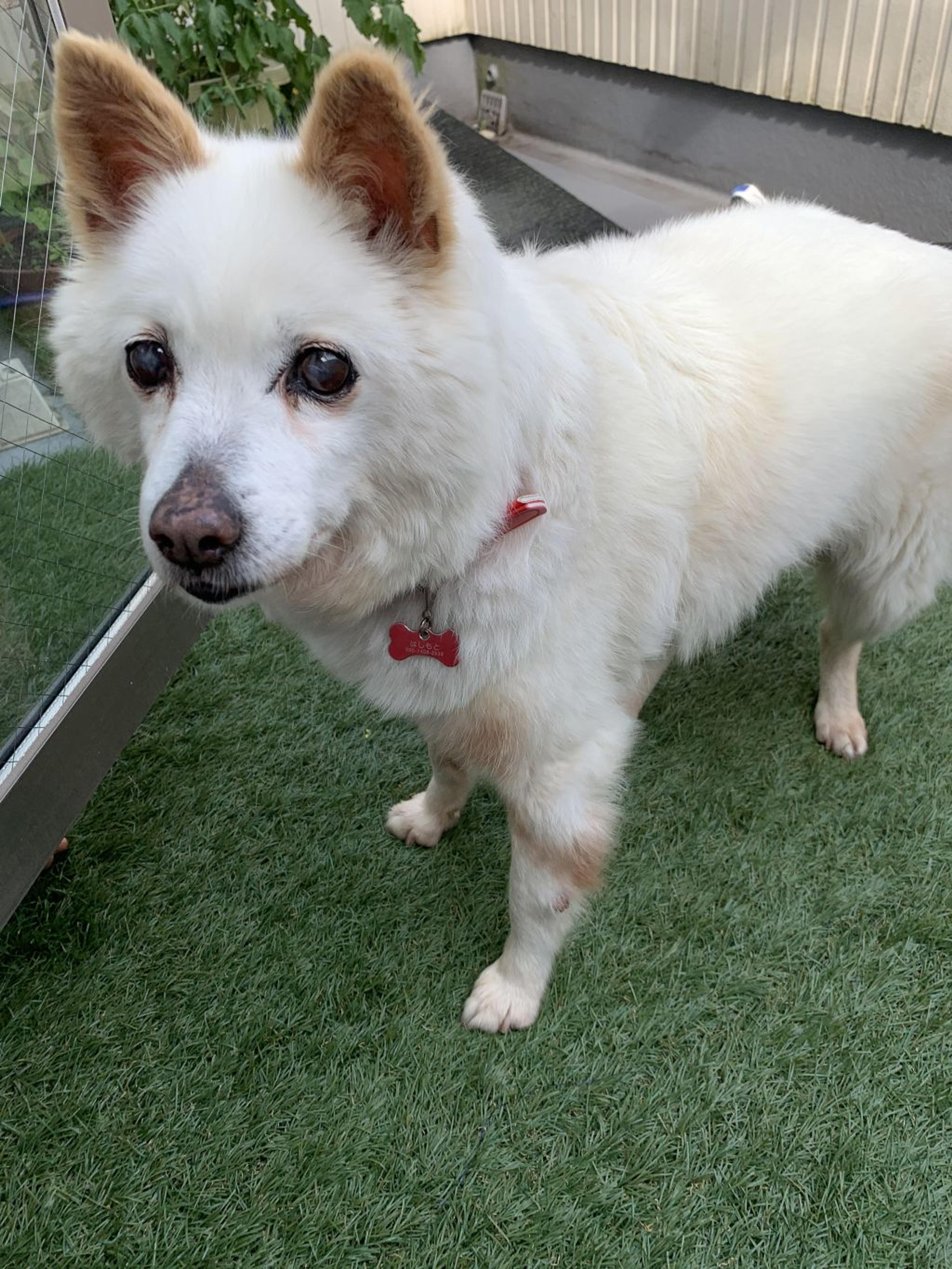 pet-image-4