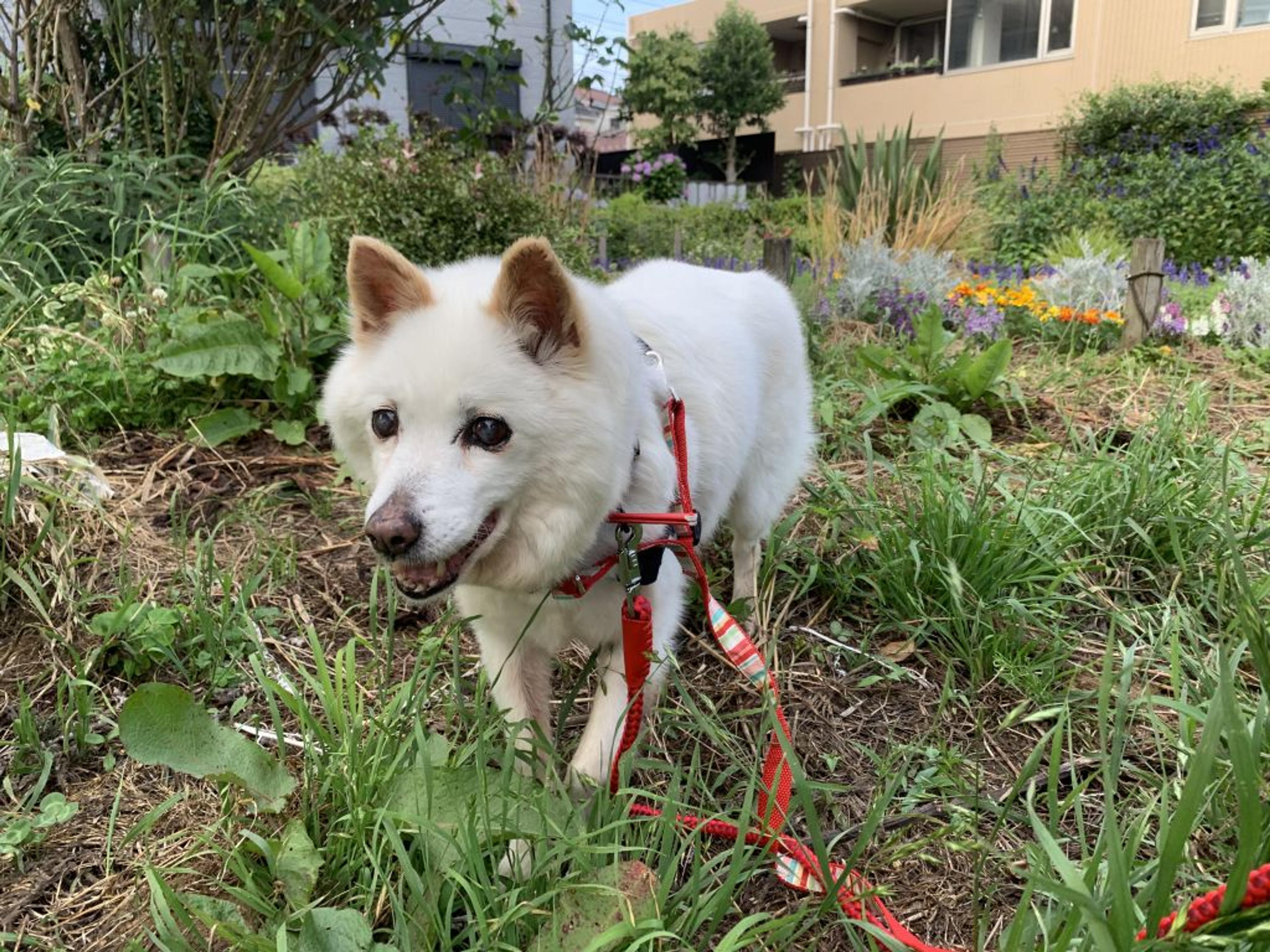 pet-image-5