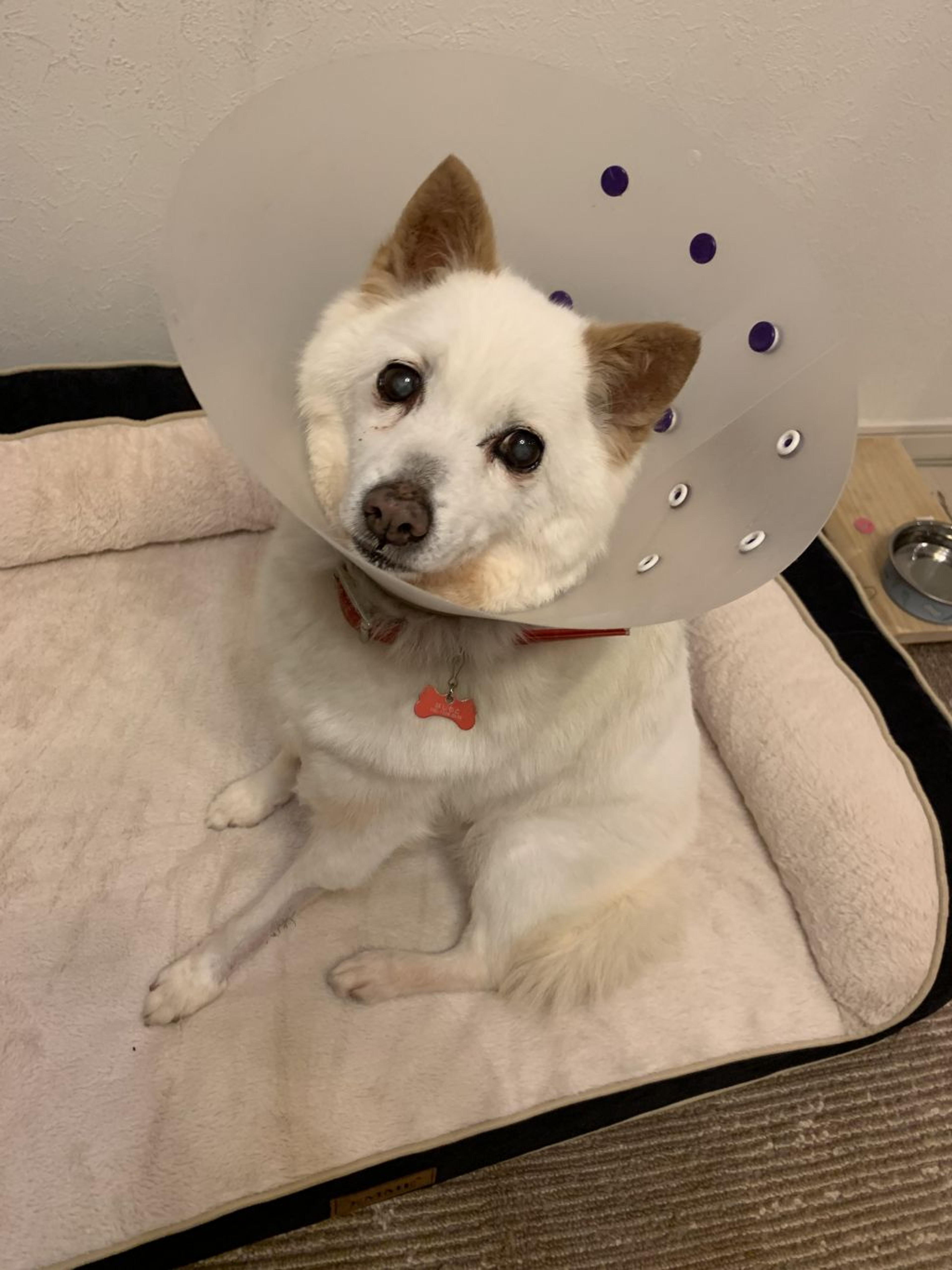 pet-image-6