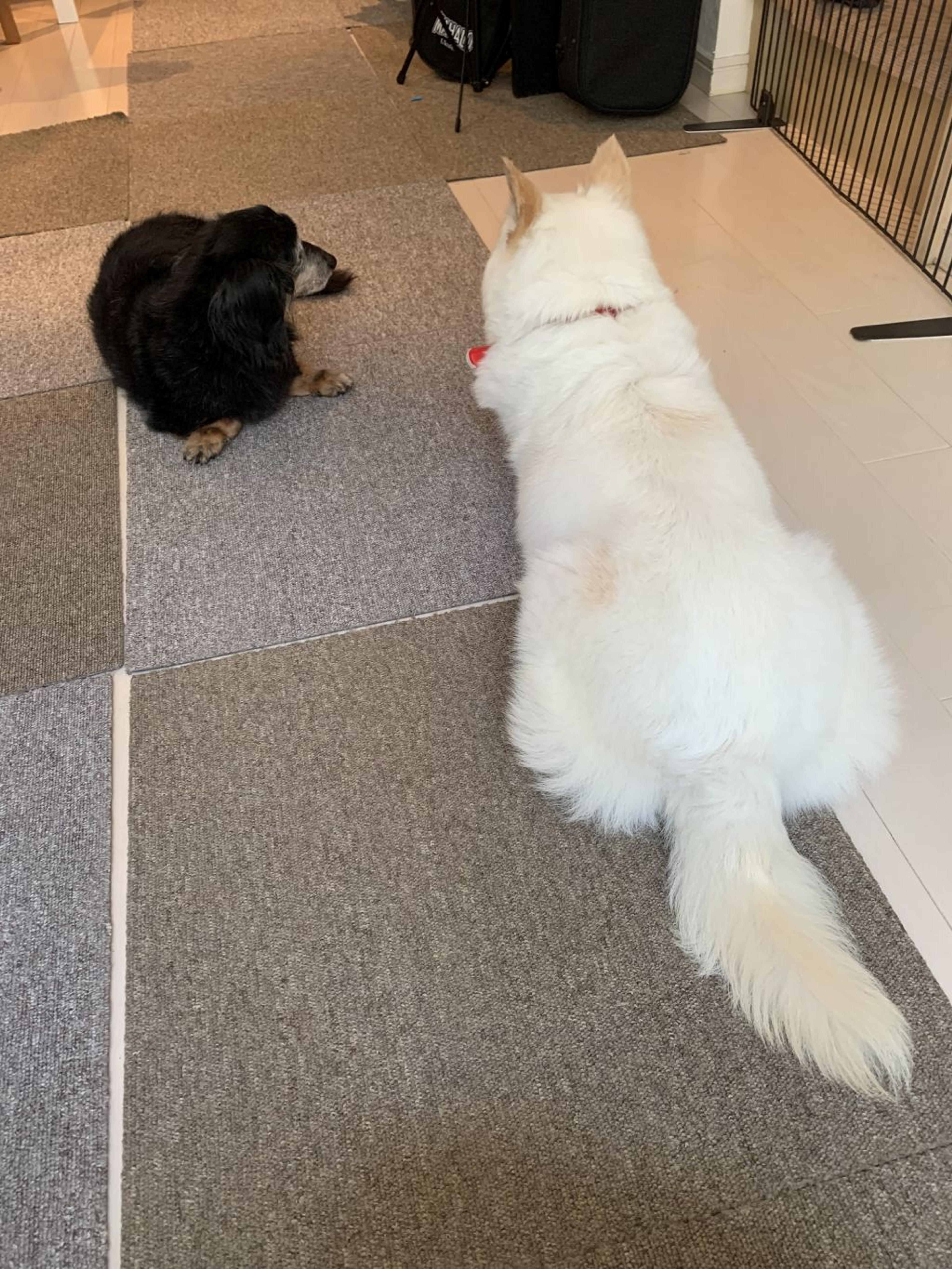 pet-image-8