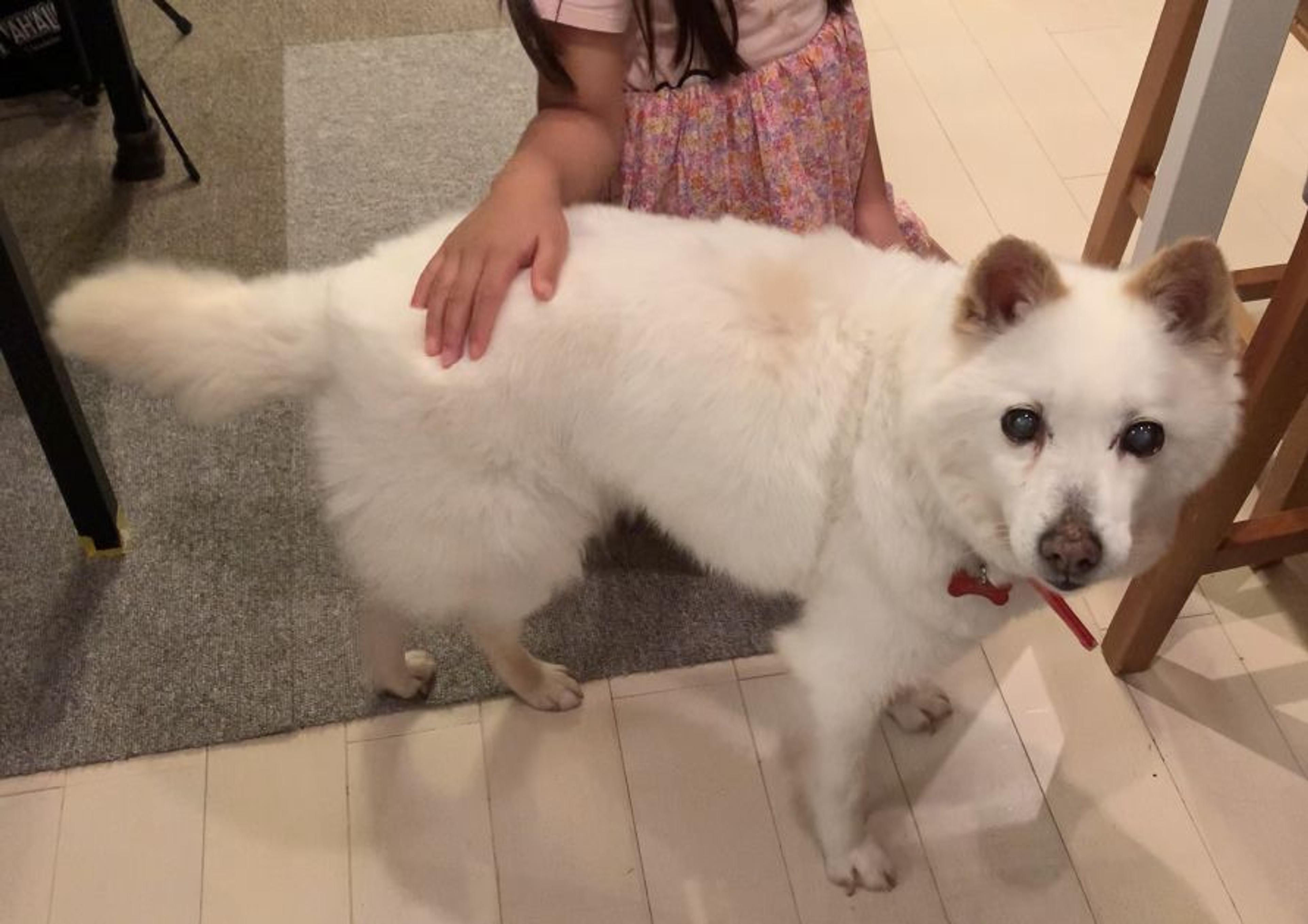 pet-image-9