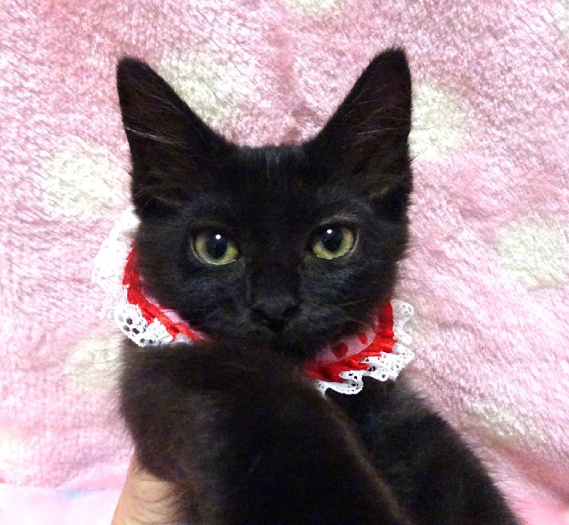 雑種（ミックス猫）・メスの里親募集の写真