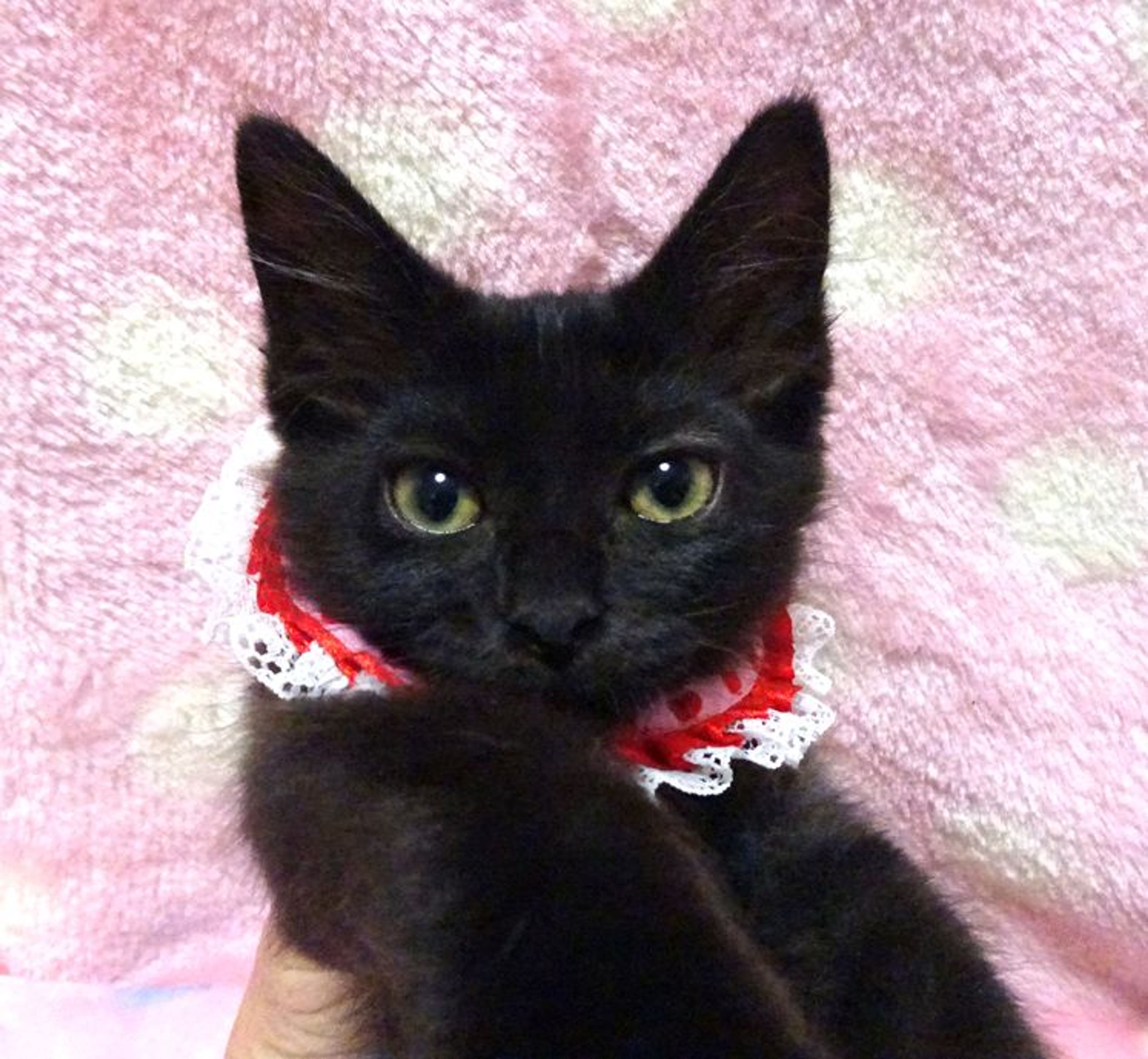 雑種（ミックス猫）・メスの里親募集の写真