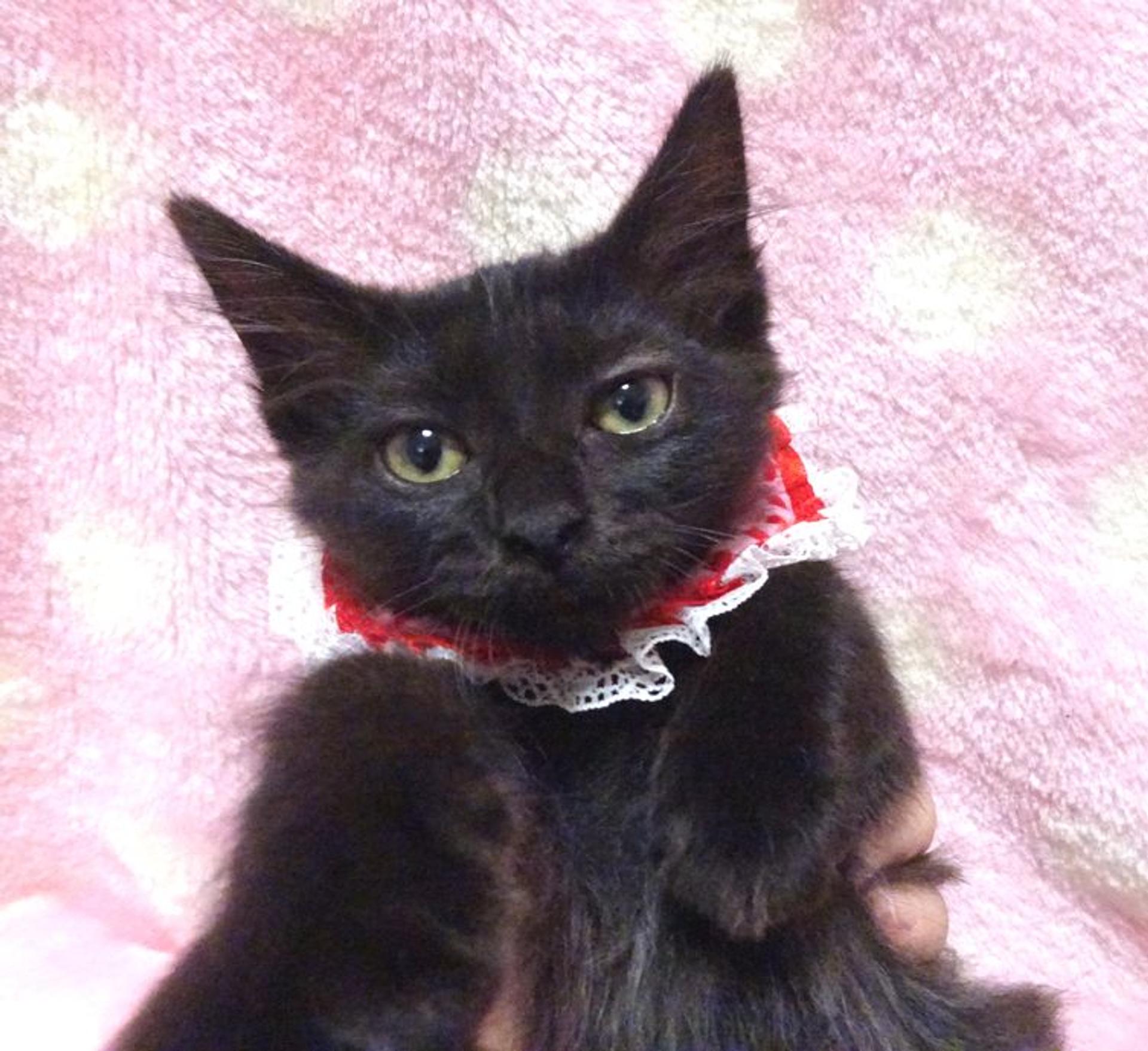 pet-image-4