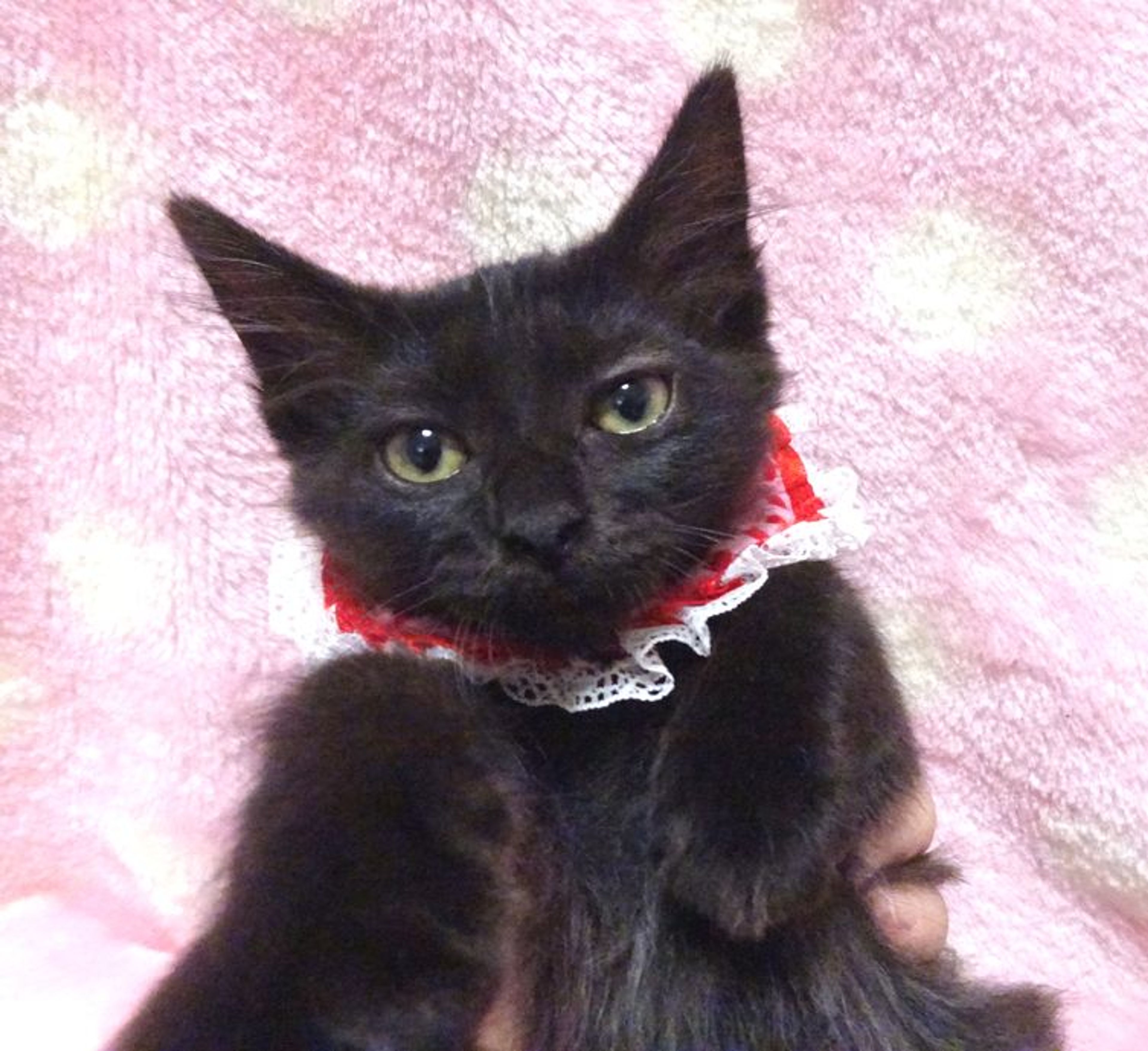 pet-image-4