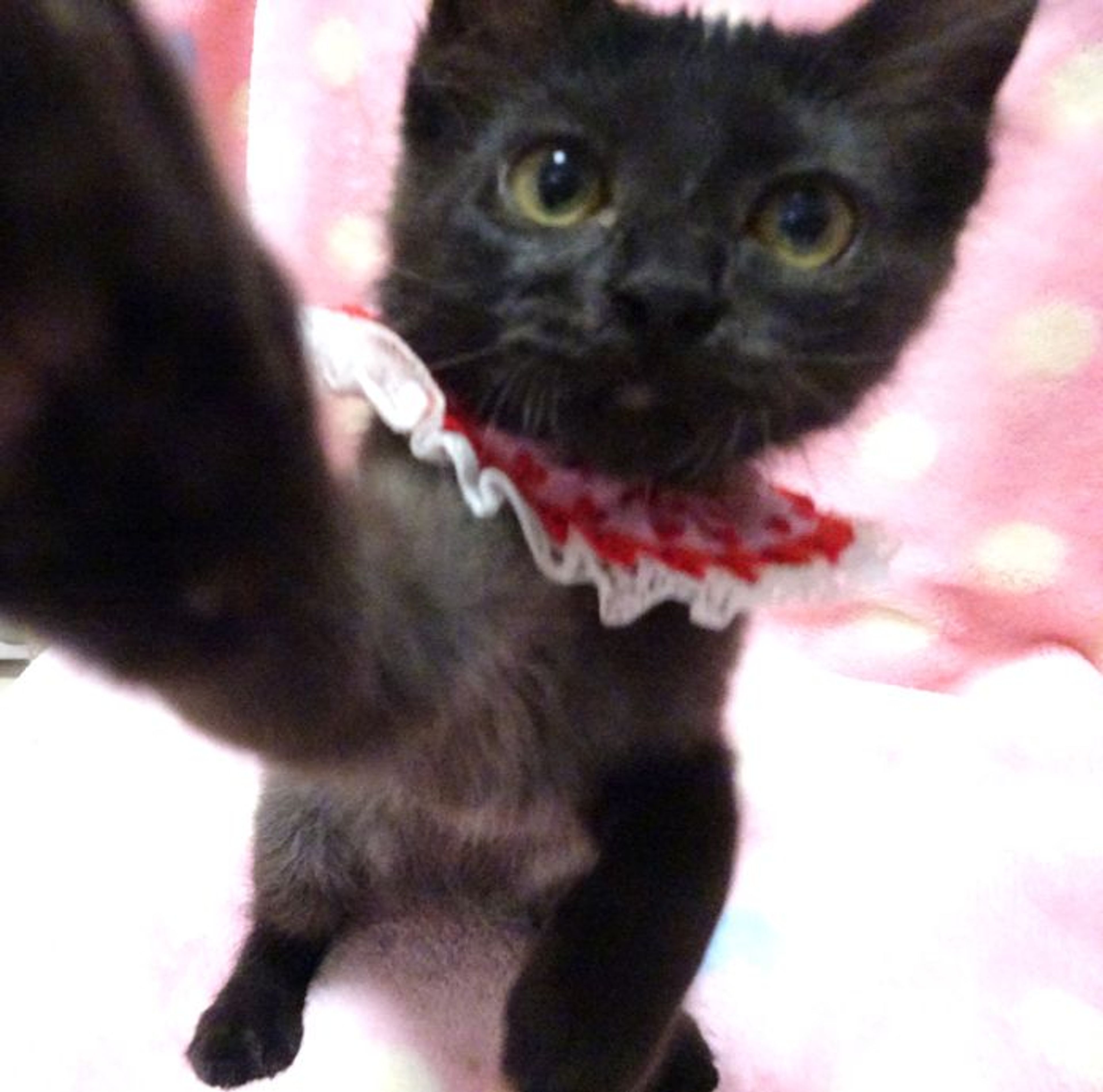 pet-image-6