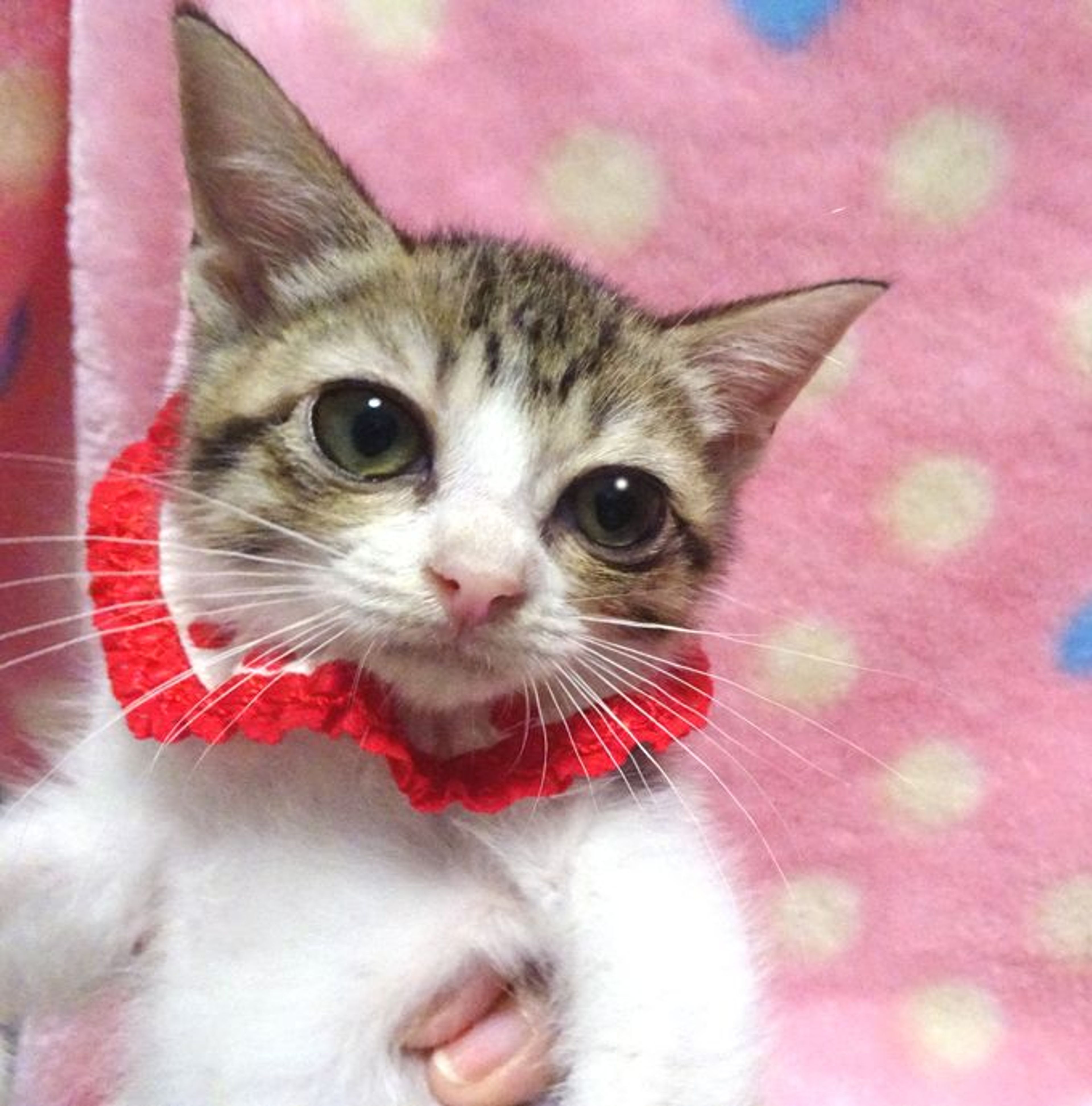 雑種（ミックス猫）・メスの里親募集の写真