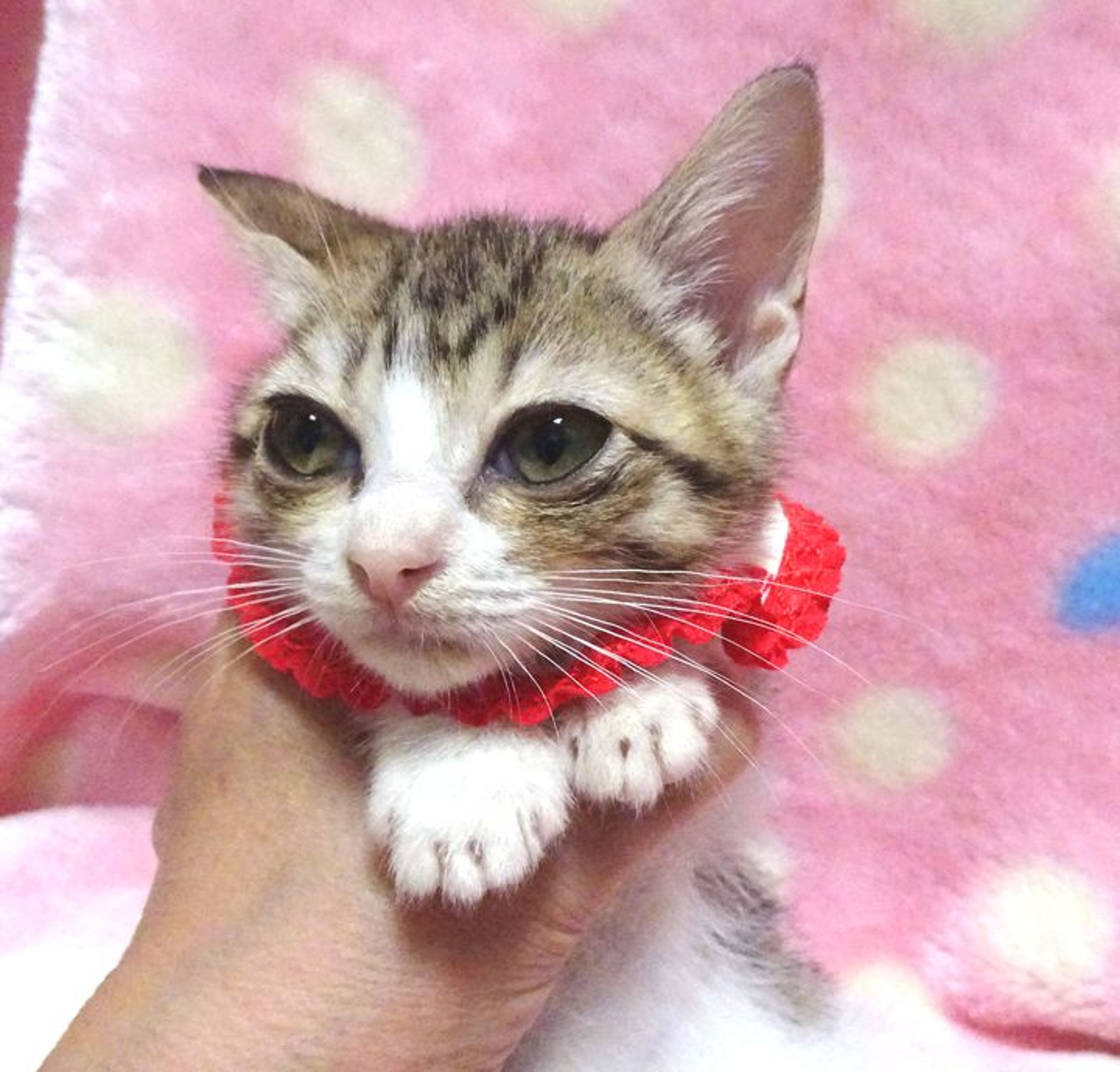 pet-image-2