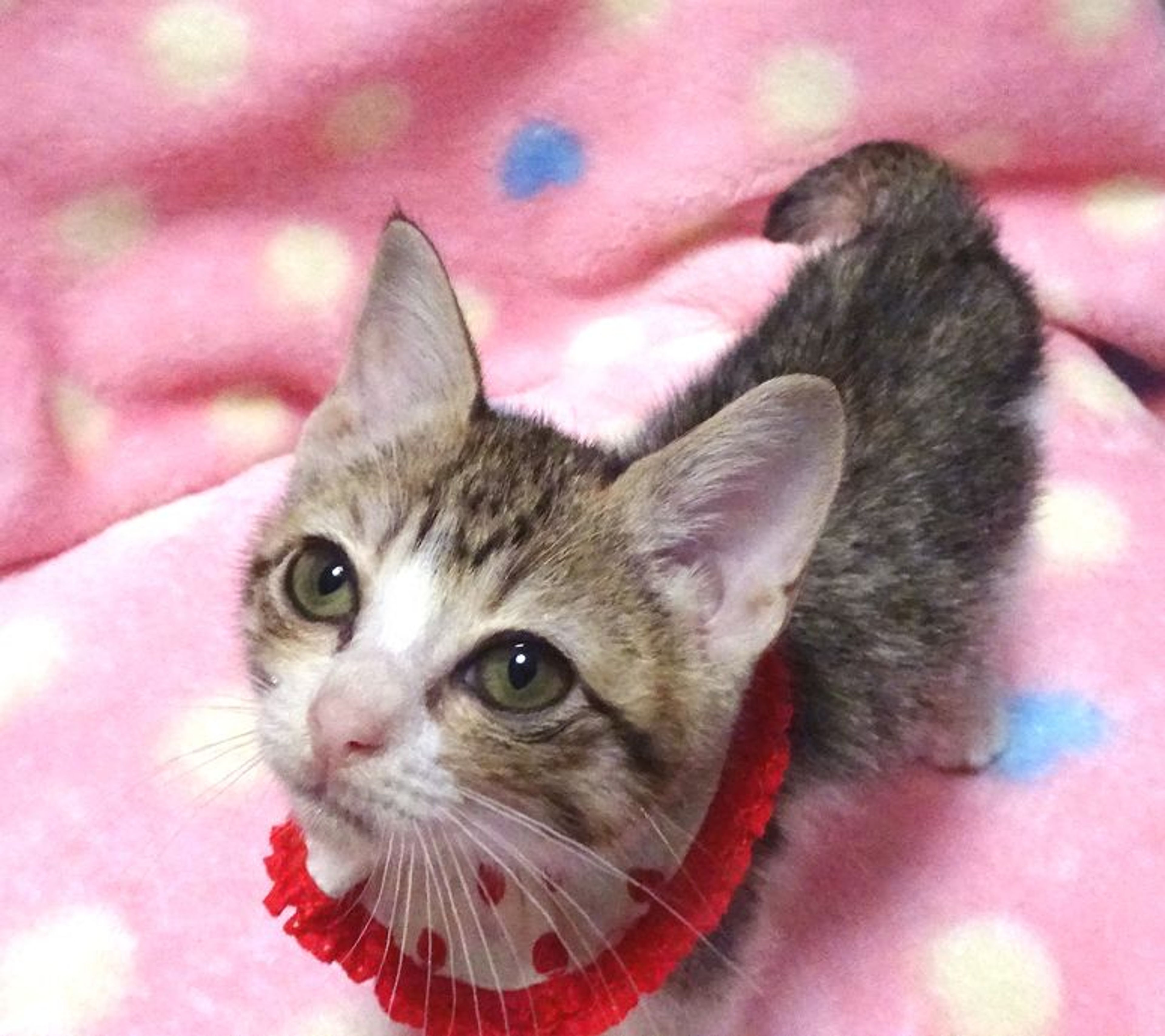 pet-image-3