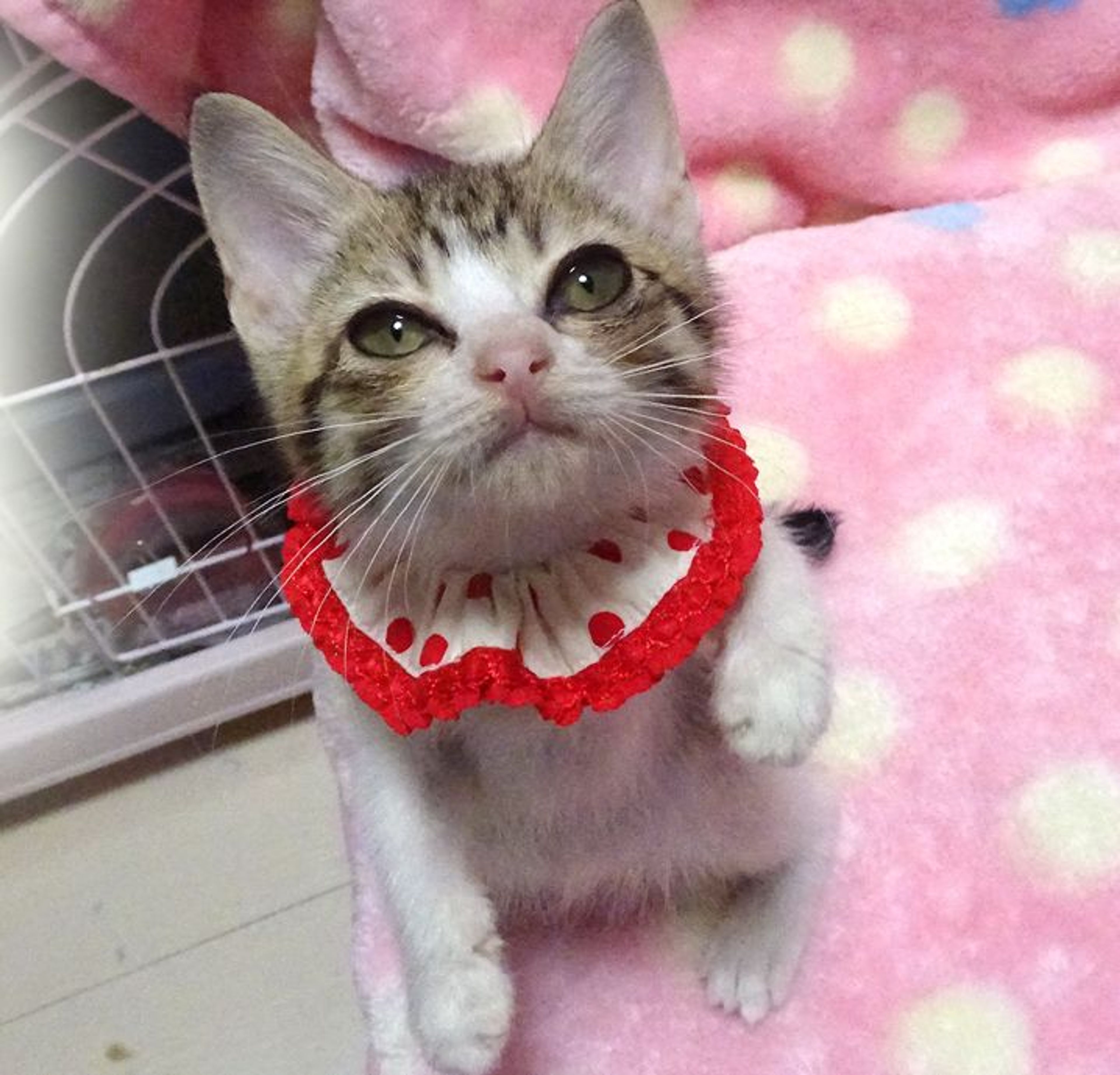 pet-image-4
