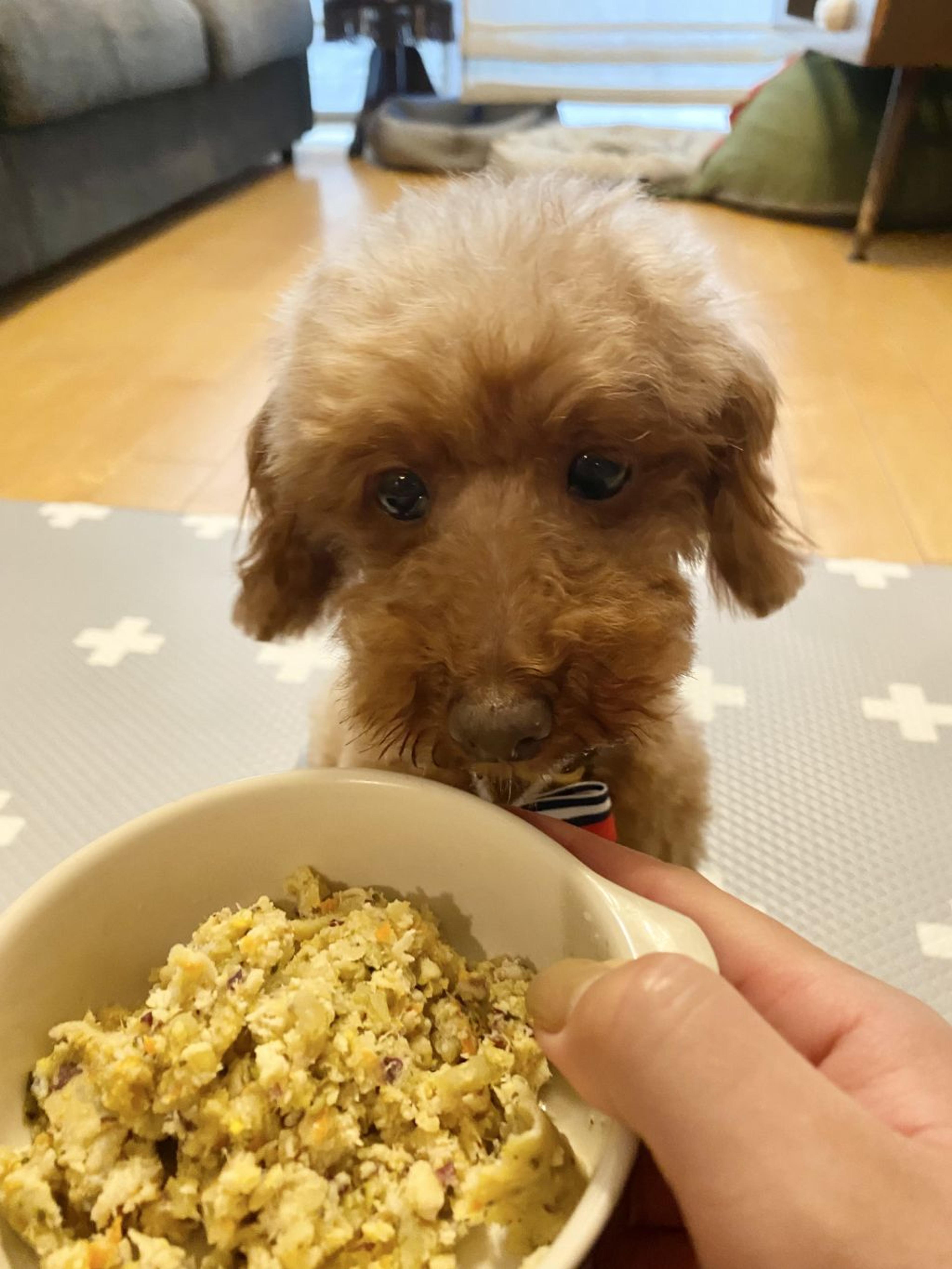 pet-image-2