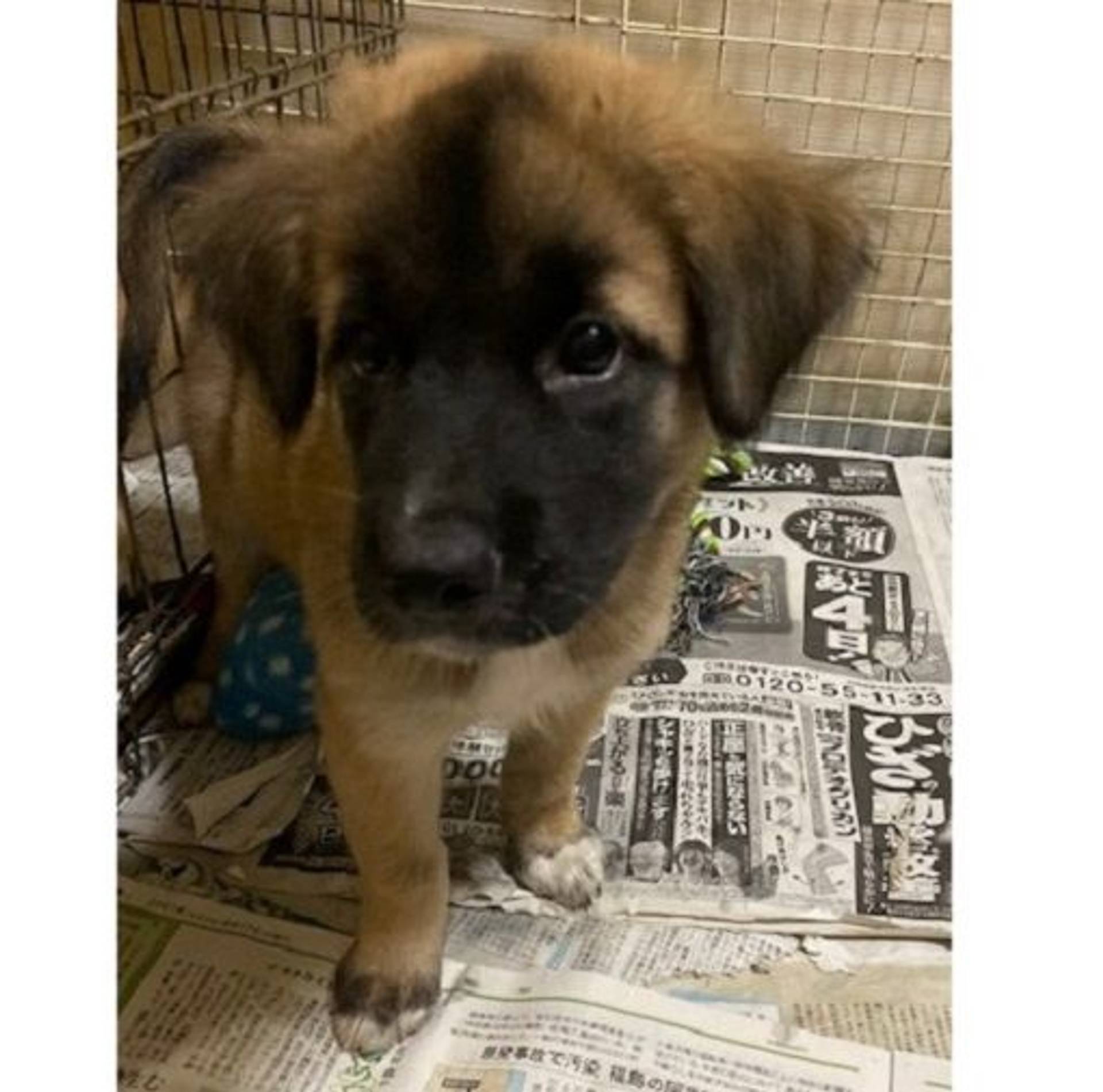 雑種（ミックス犬）・オスの里親募集の写真