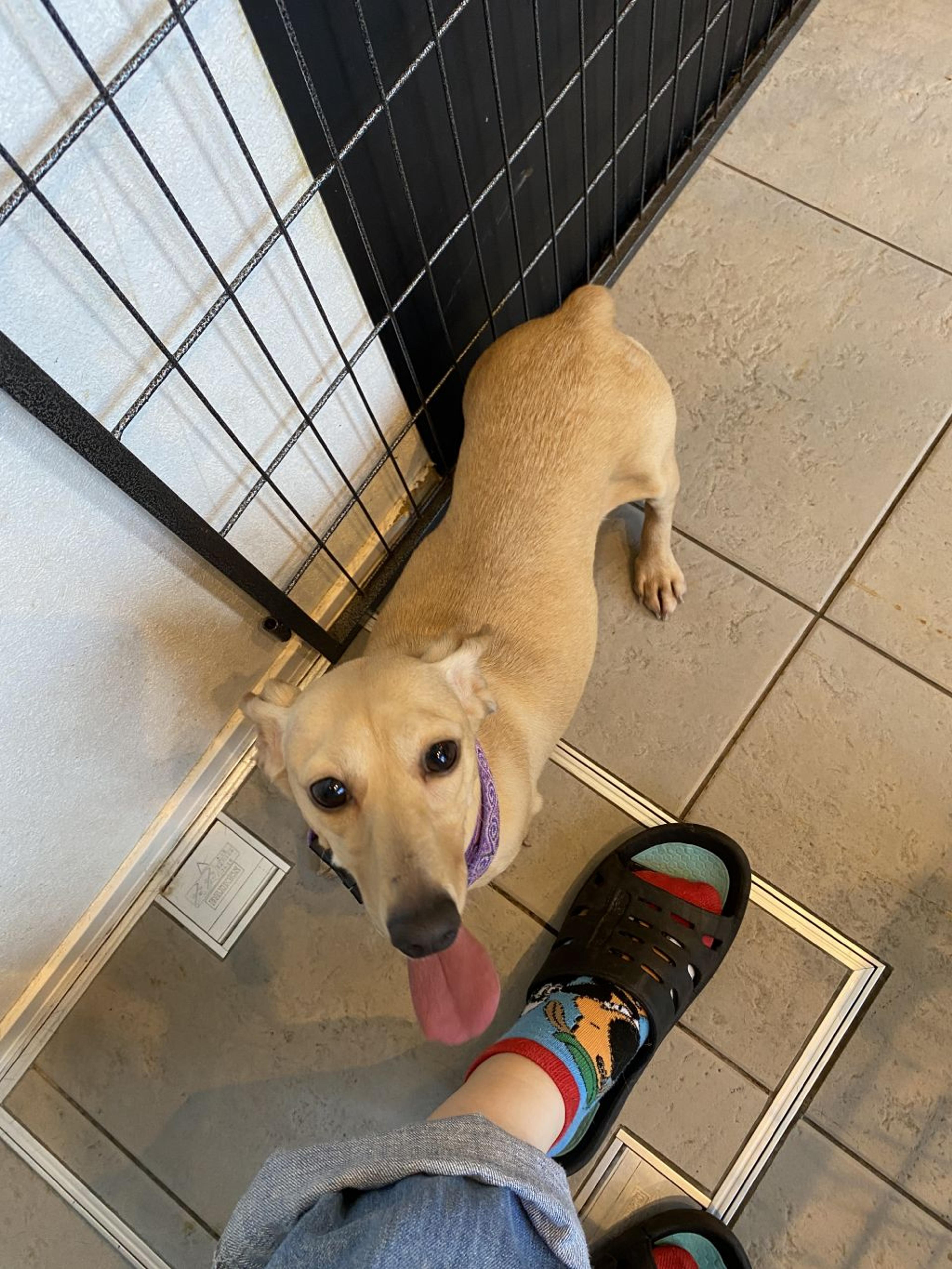 pet-image-2