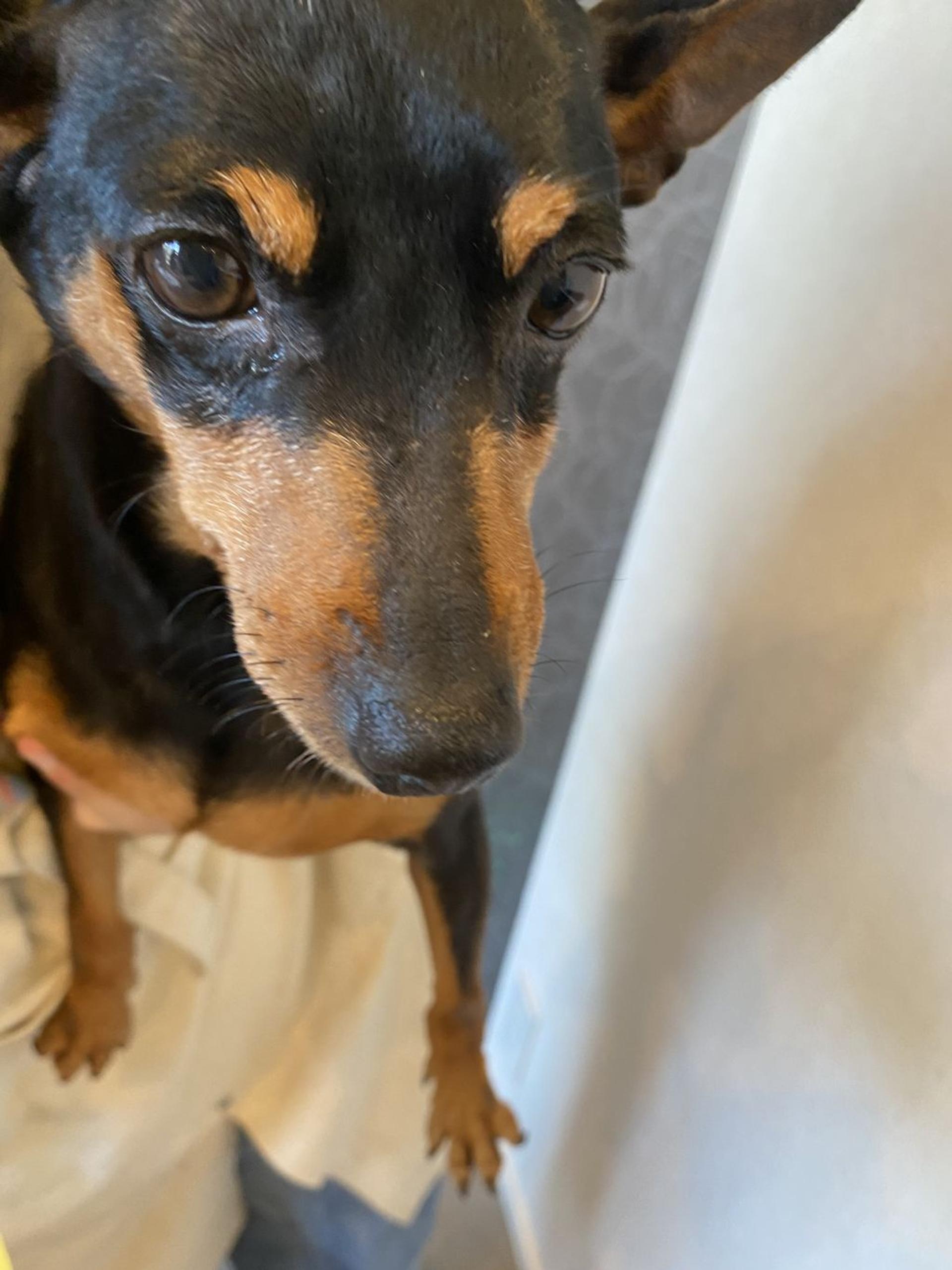 pet-image-2