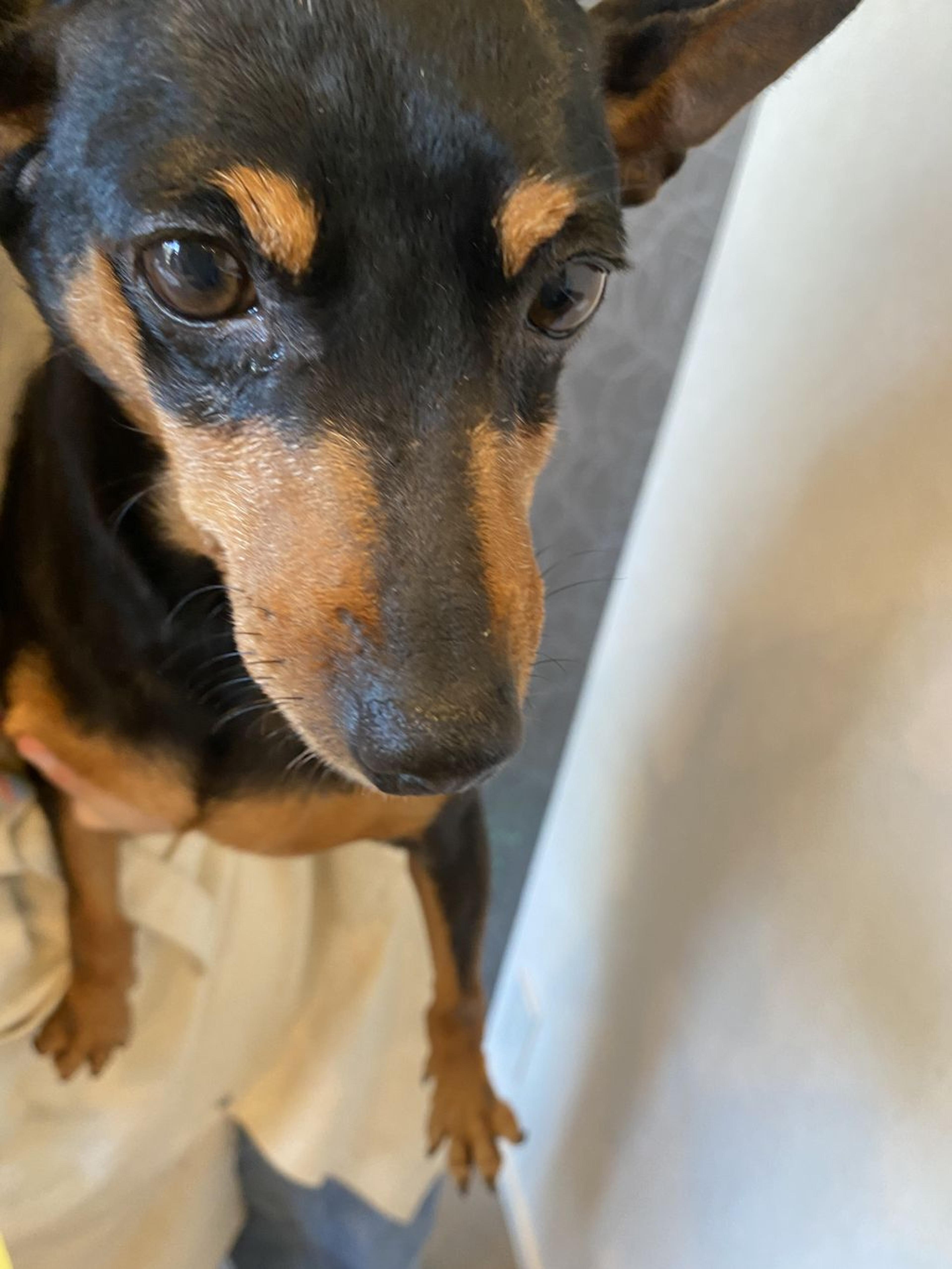 pet-image-2