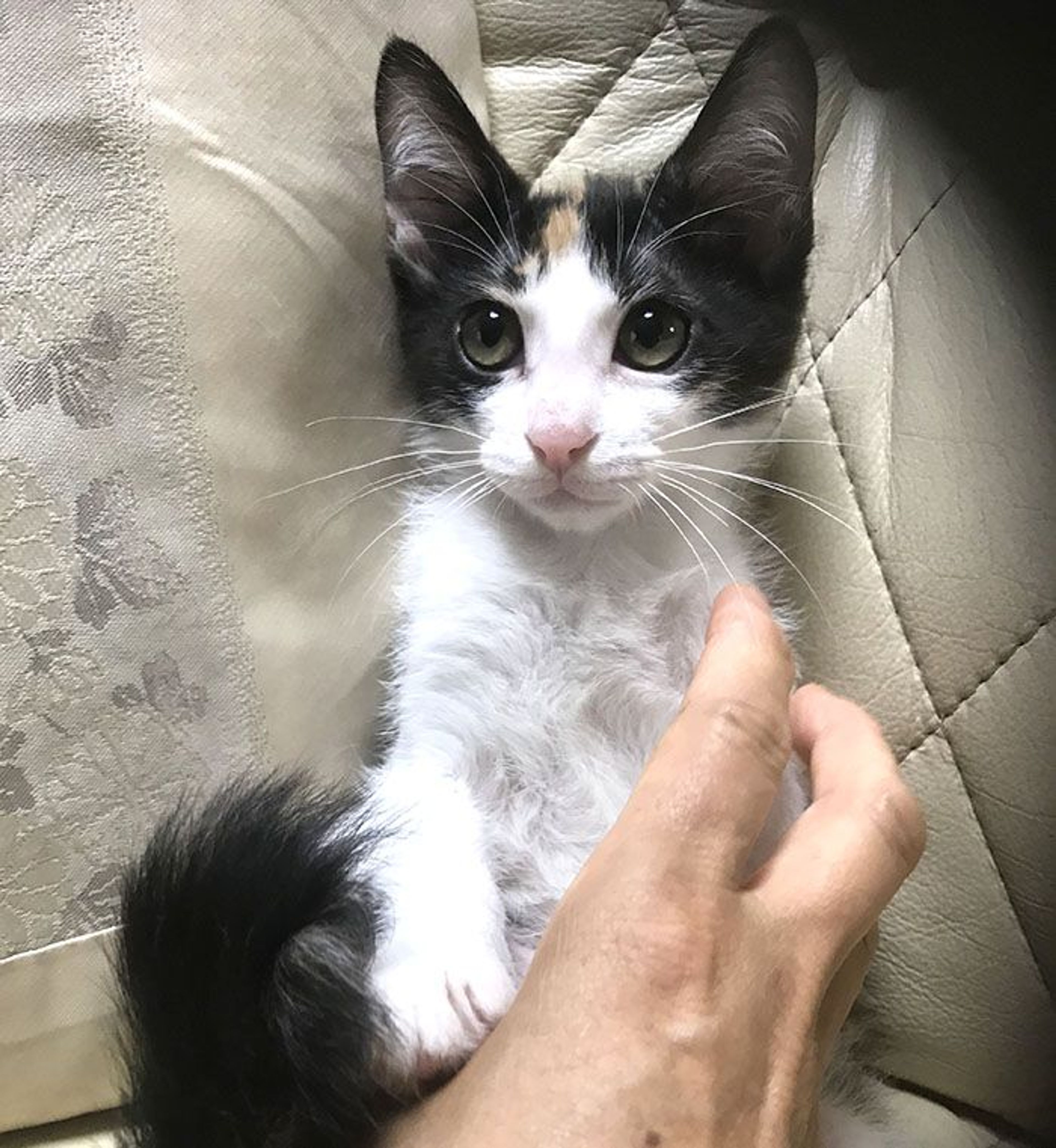 pet-image-3