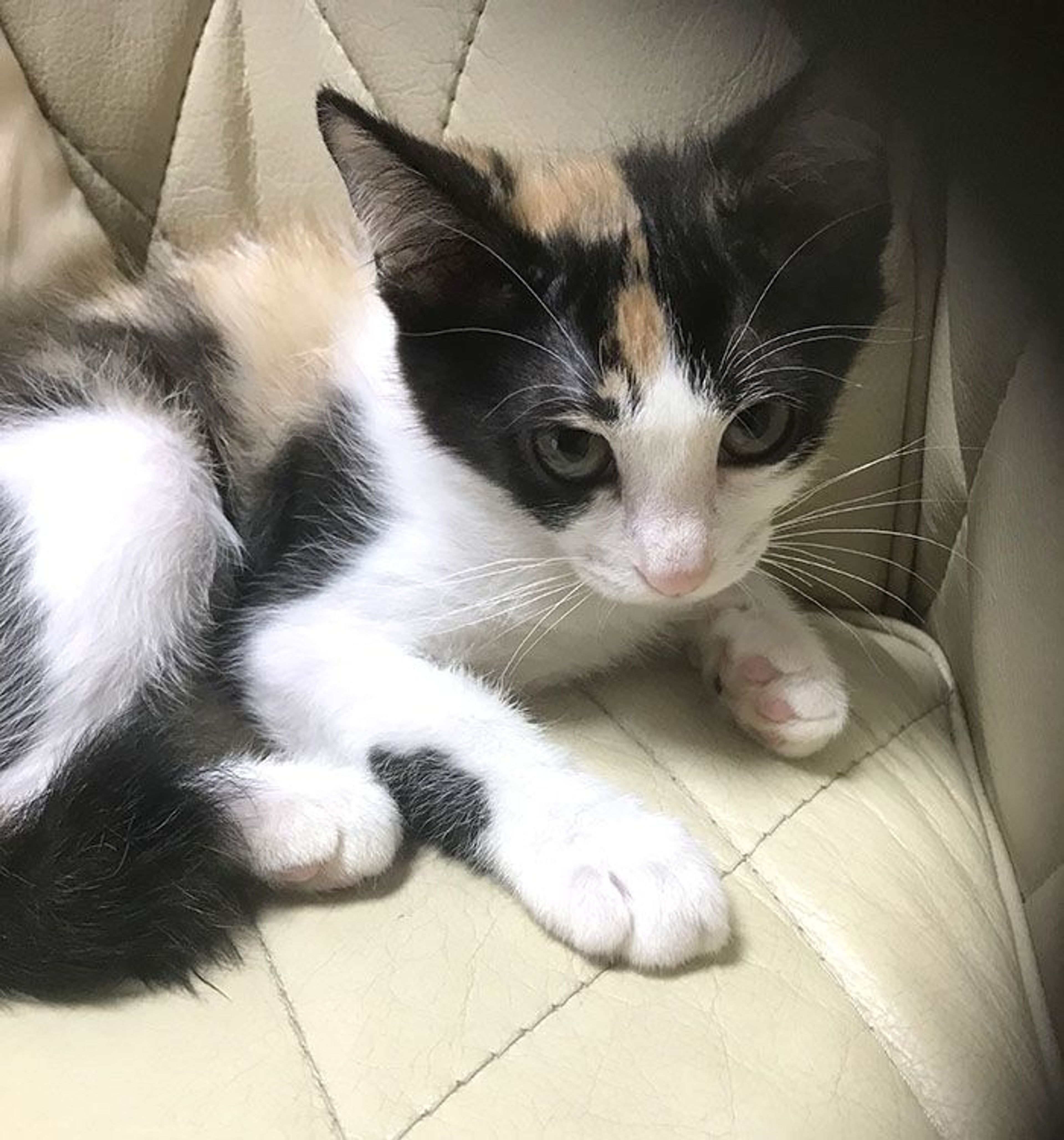 pet-image-4
