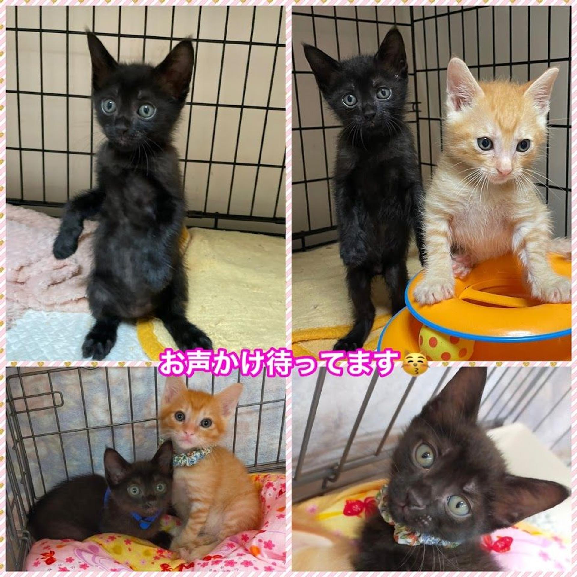 pet-image-5